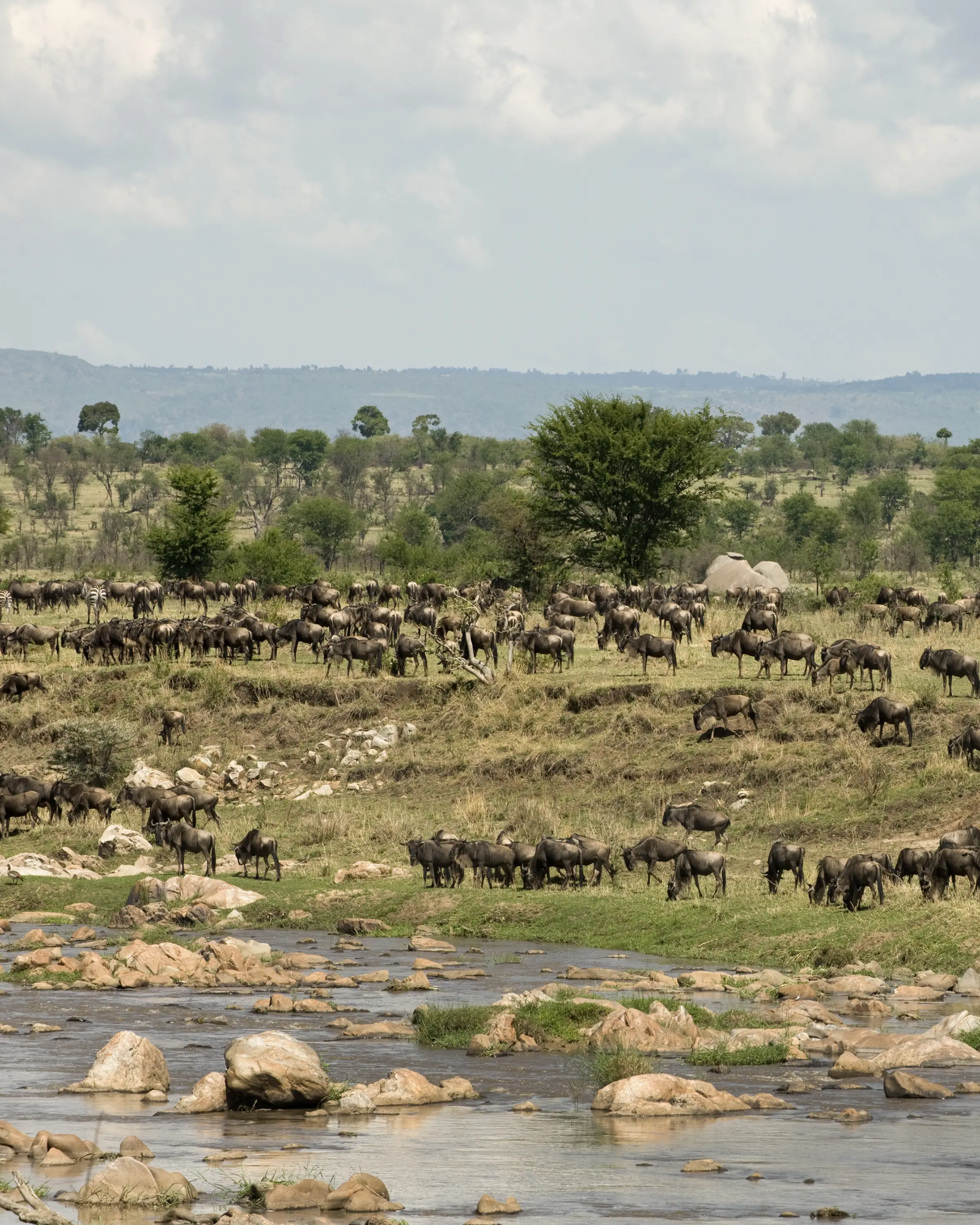 12 Days Honeymoon Safari in Tanzania Game Drive