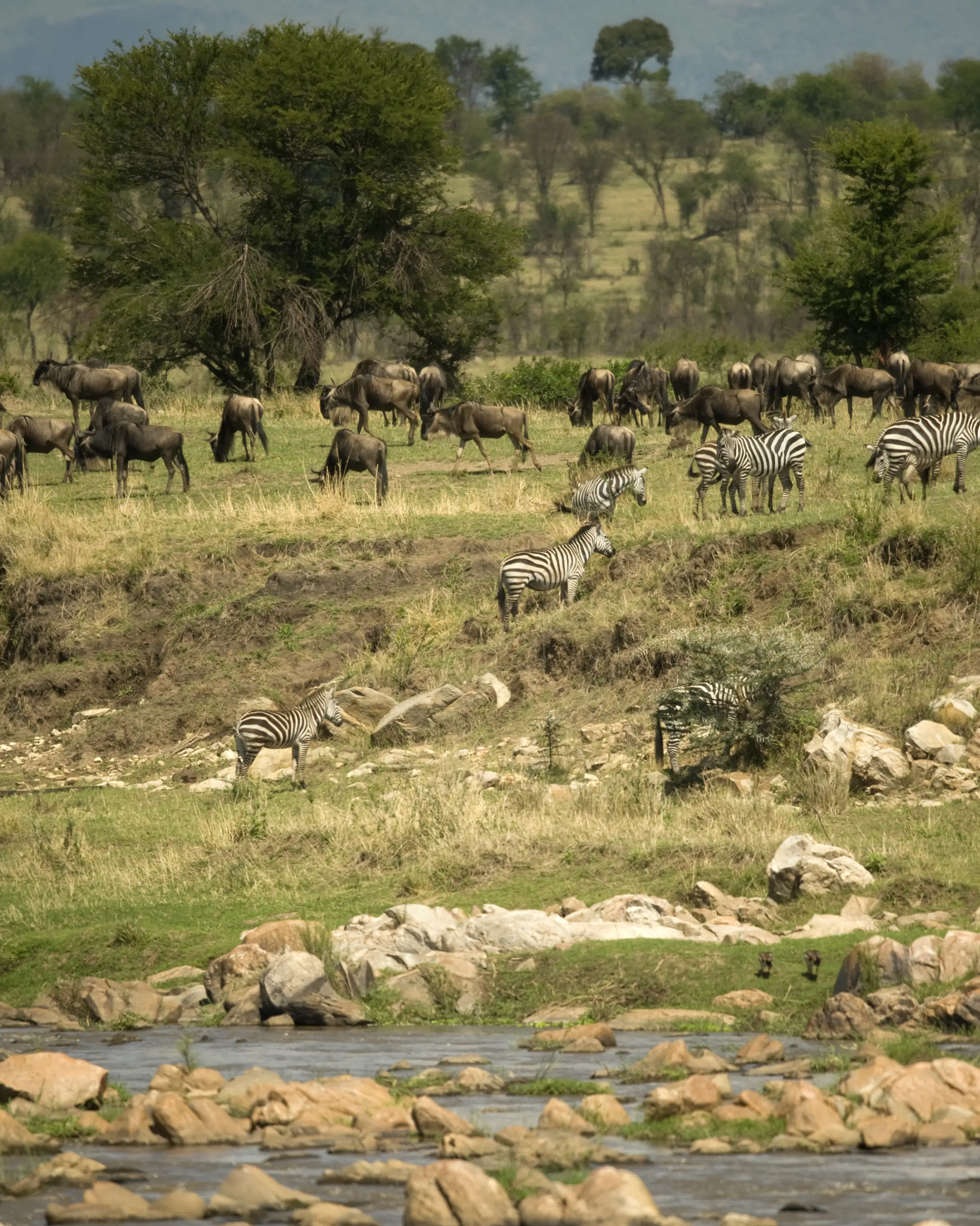 12 Days Honeymoon Safari in Tanzania Wildebeest