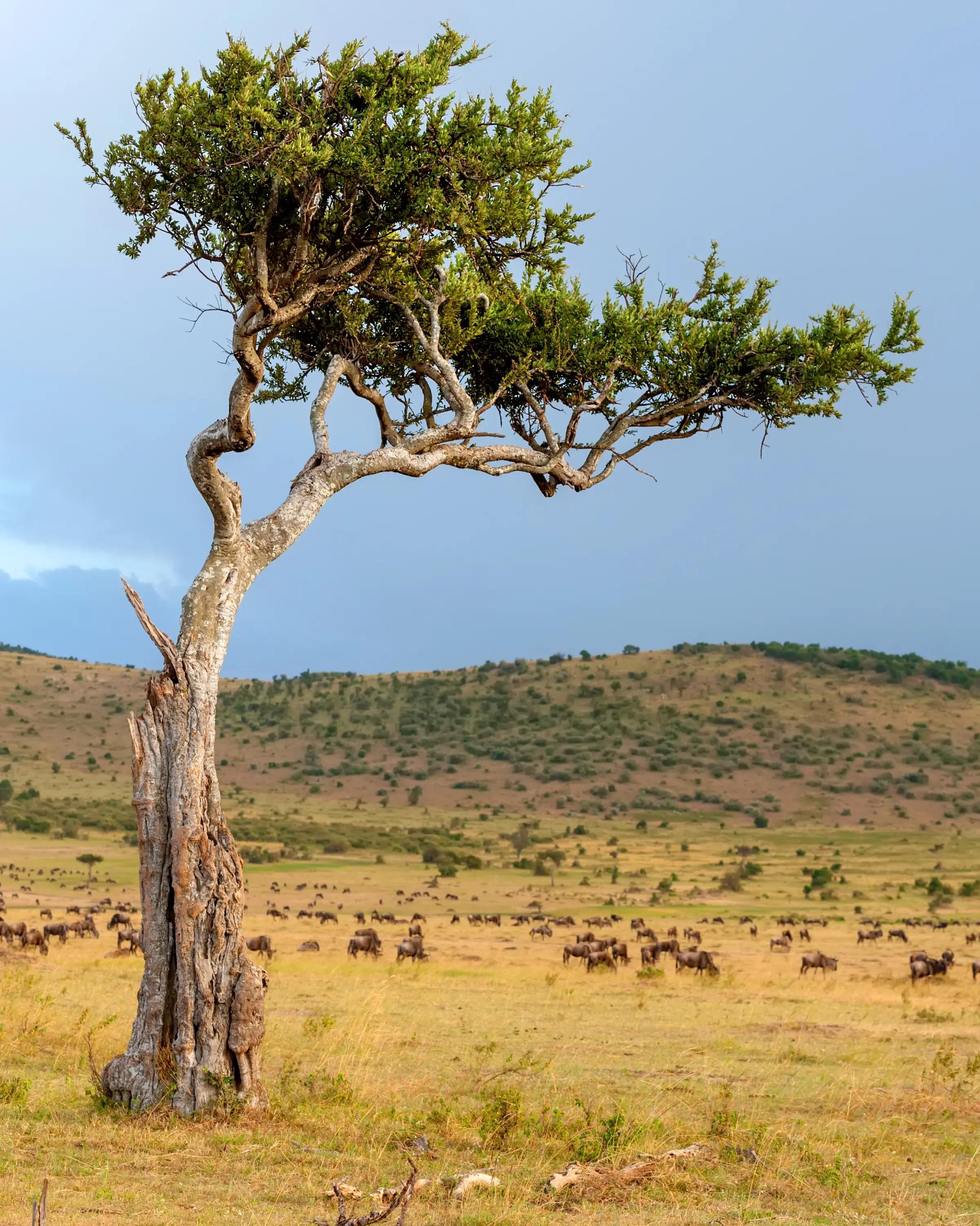12 Days Honeymoon Safari in Tanzania Game Drive