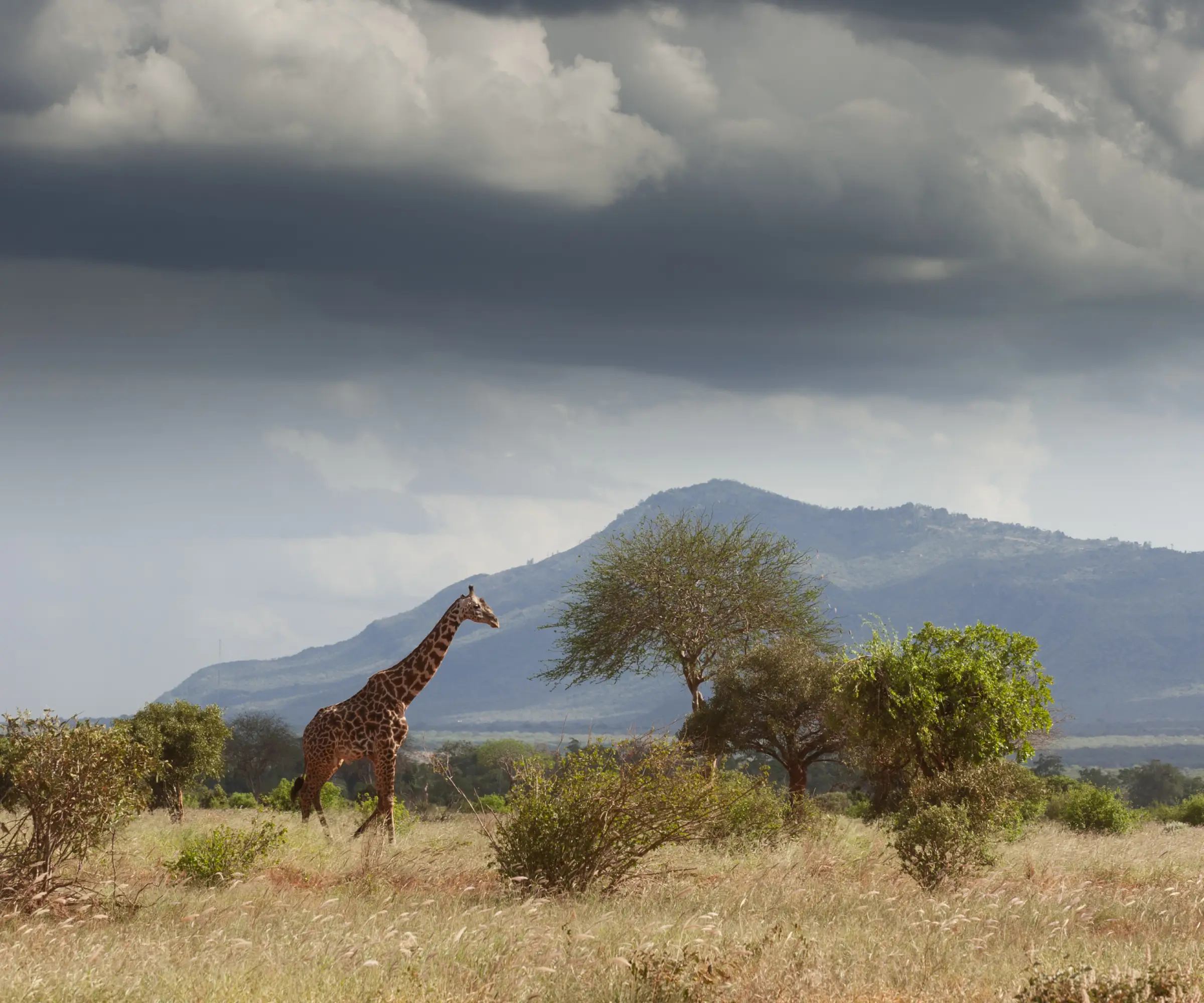 12 Days Honeymoon Safari in Tanzania Wildlife
