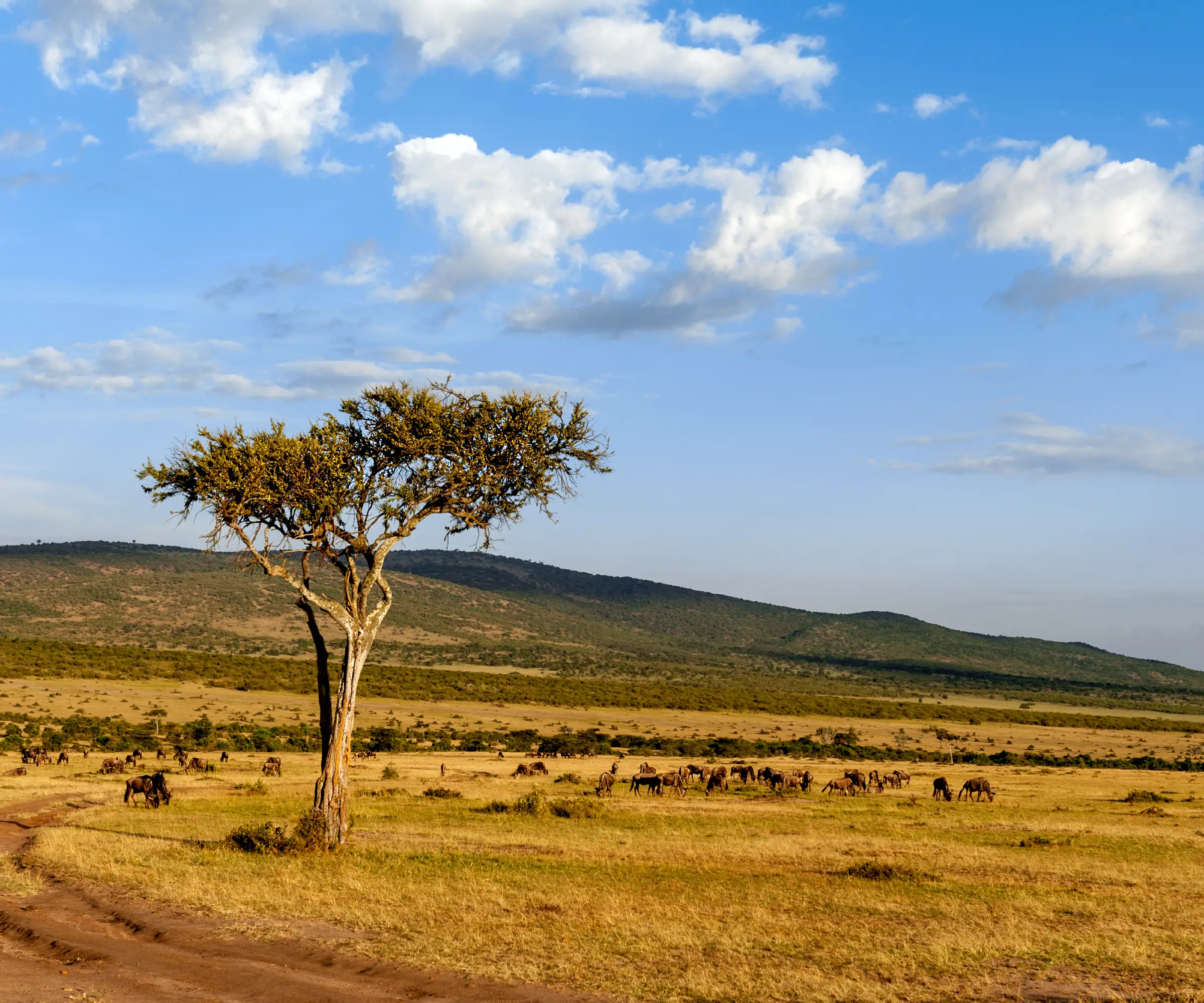 12 Days Honeymoon Safari in Tanzania Wildlife