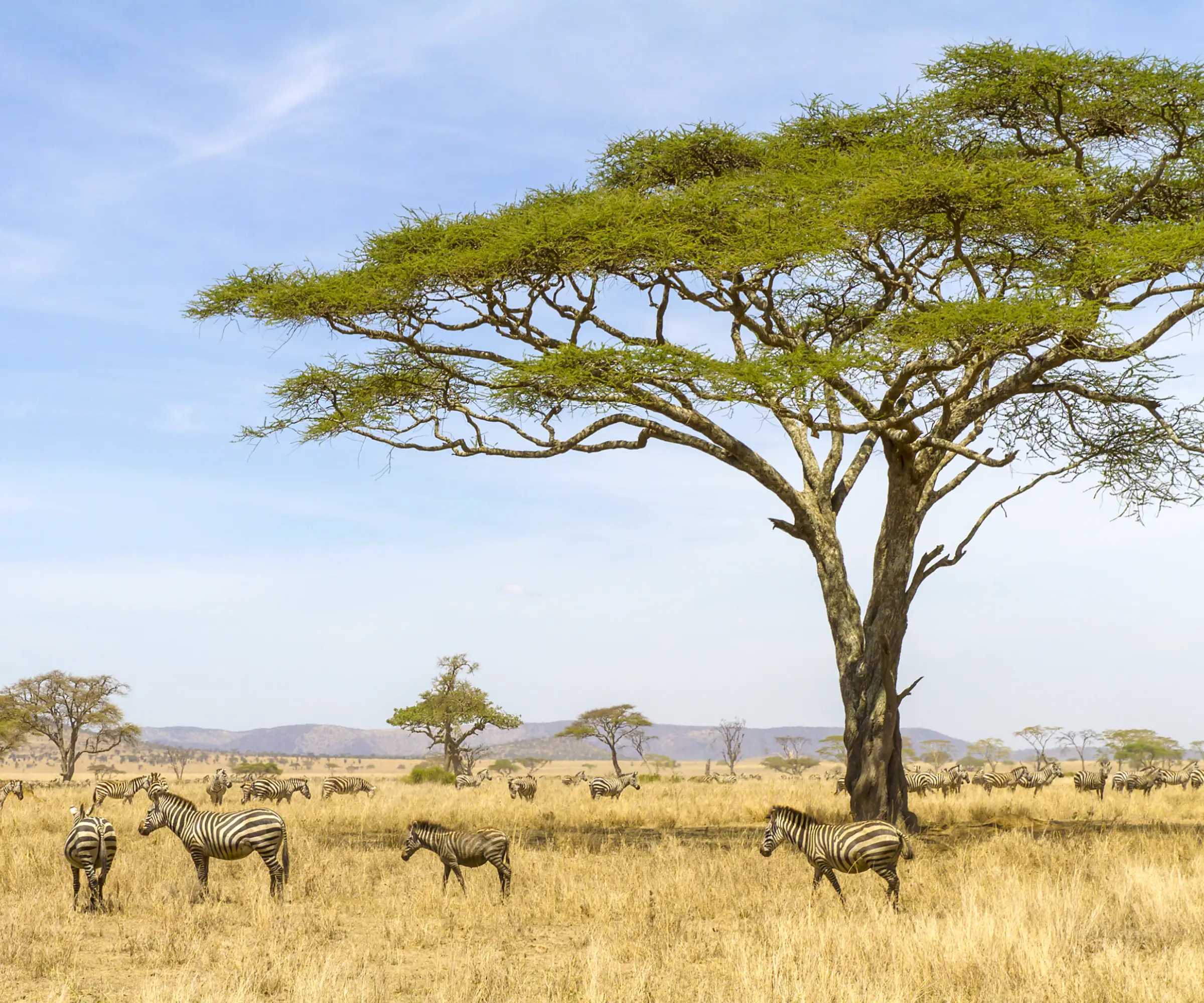 12 Days Honeymoon Safari in Tanzania Wildlife