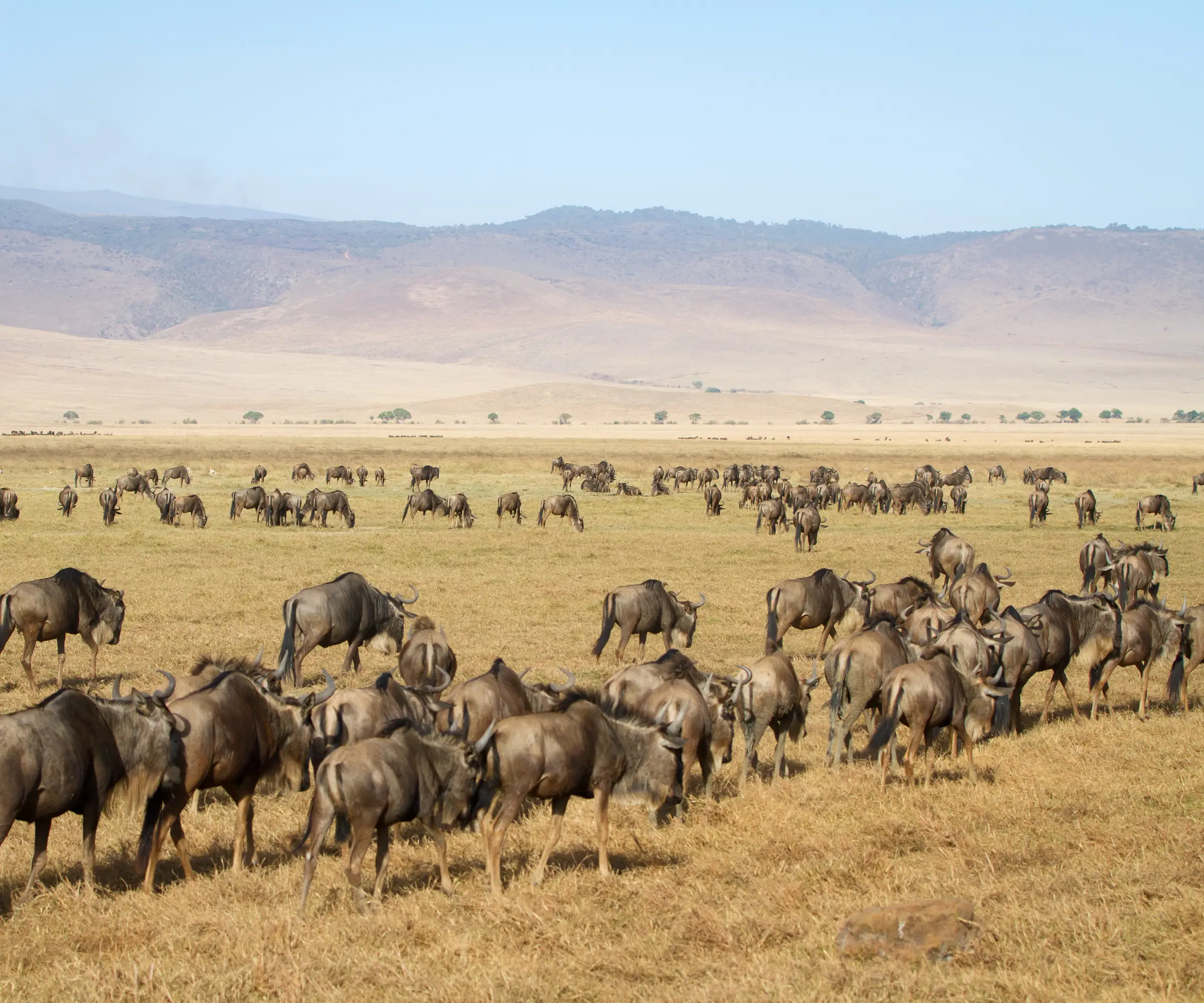 12 Days Honeymoon Safari in Tanzania Wildlife