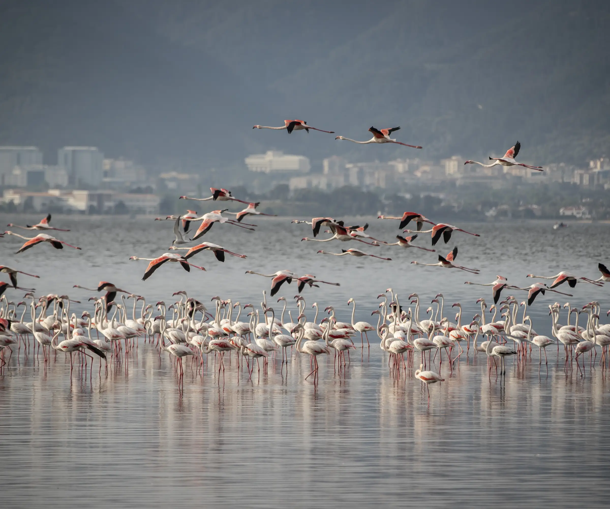 12 Days Honeymoon Safari in Tanzania Wildlife