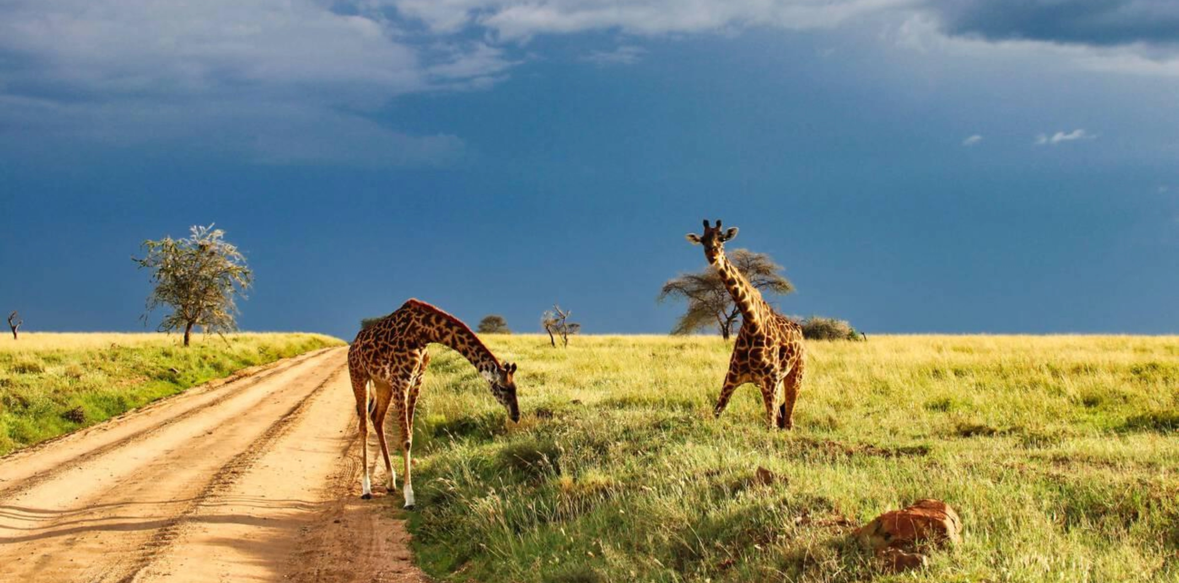 12 Days Honeymoon Safari In Tanzania Attraction