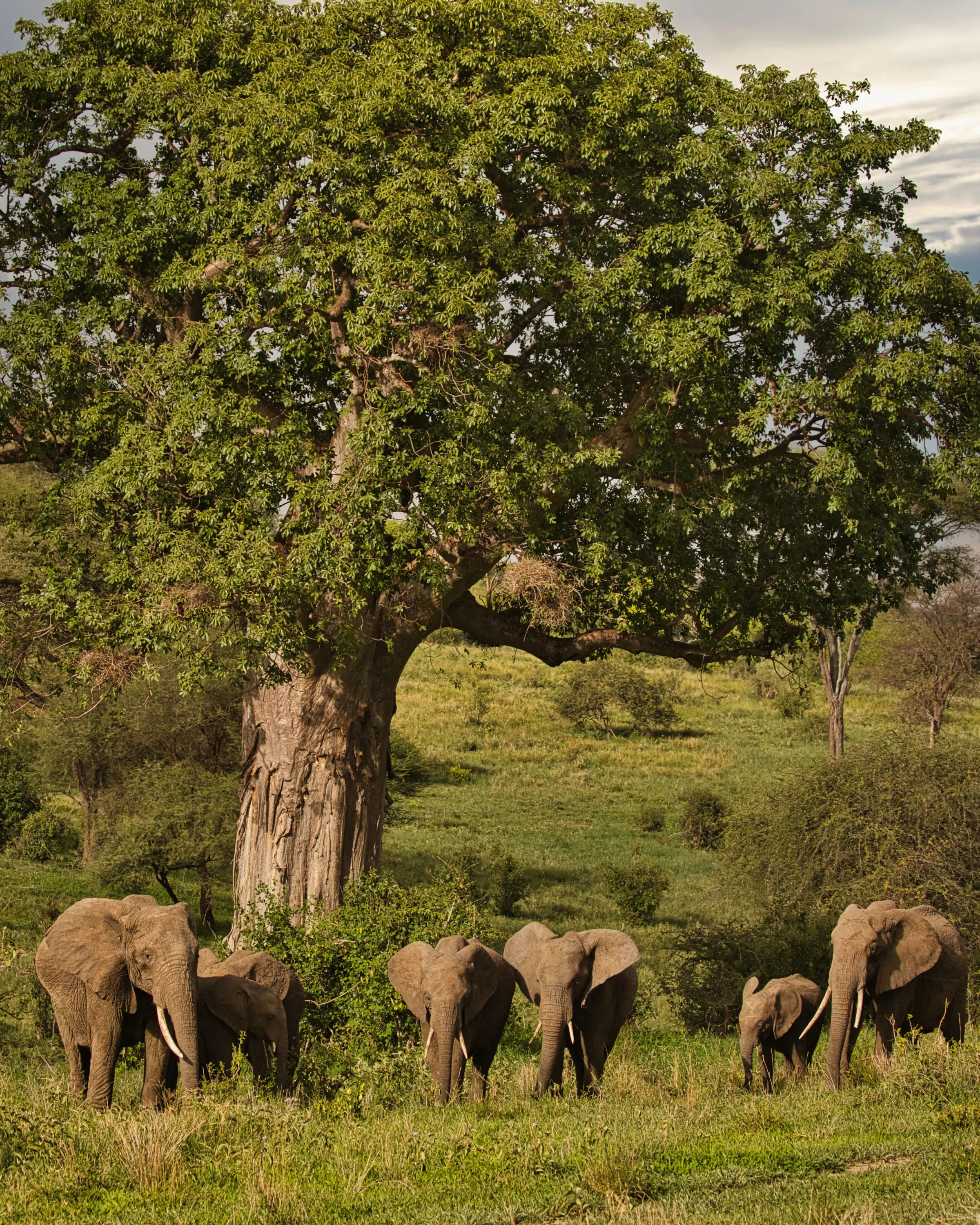 12 Days Honeymoon Safari in Tanzania Game Drive