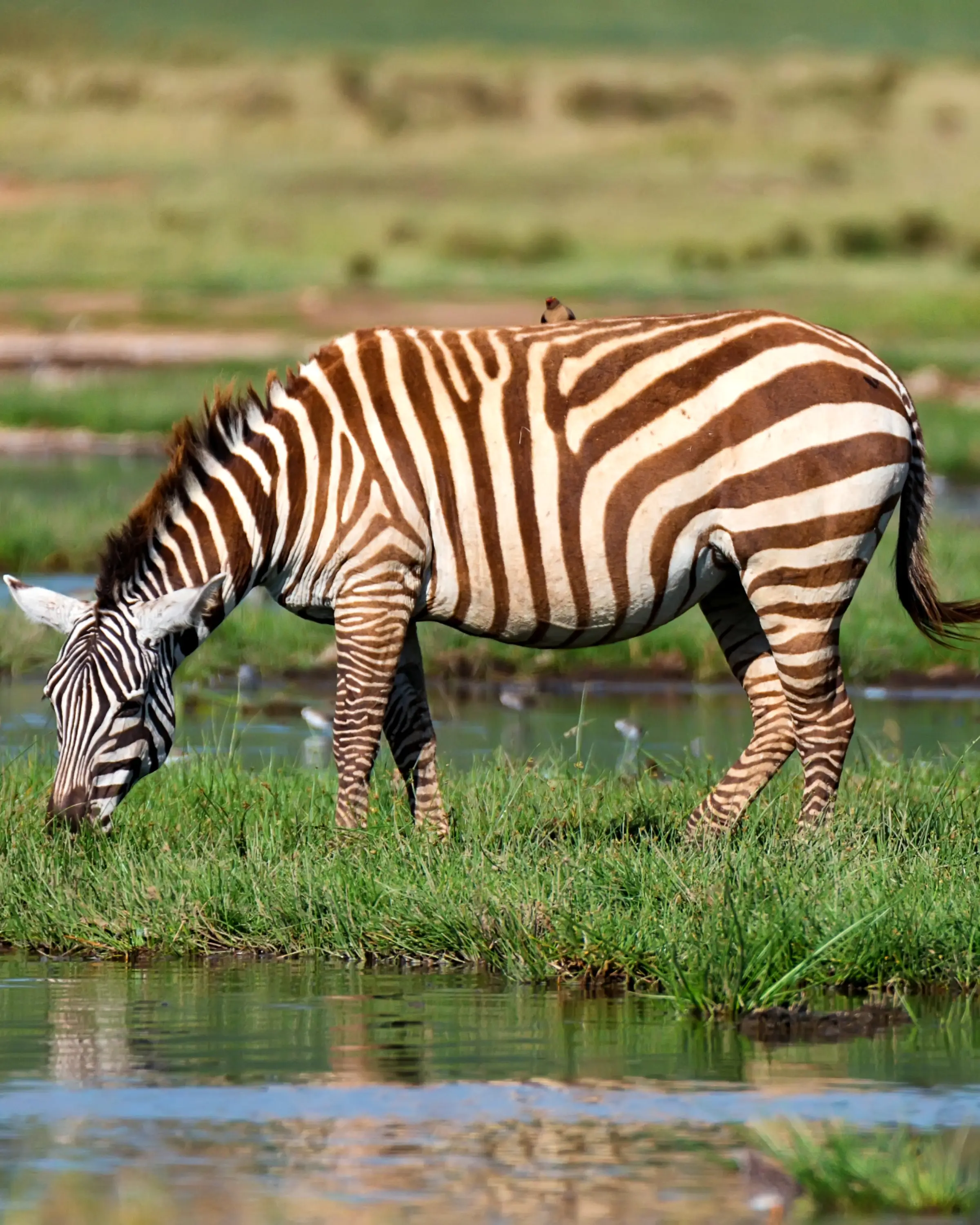 12 Days Honeymoon Safari in Tanzania Game Drive