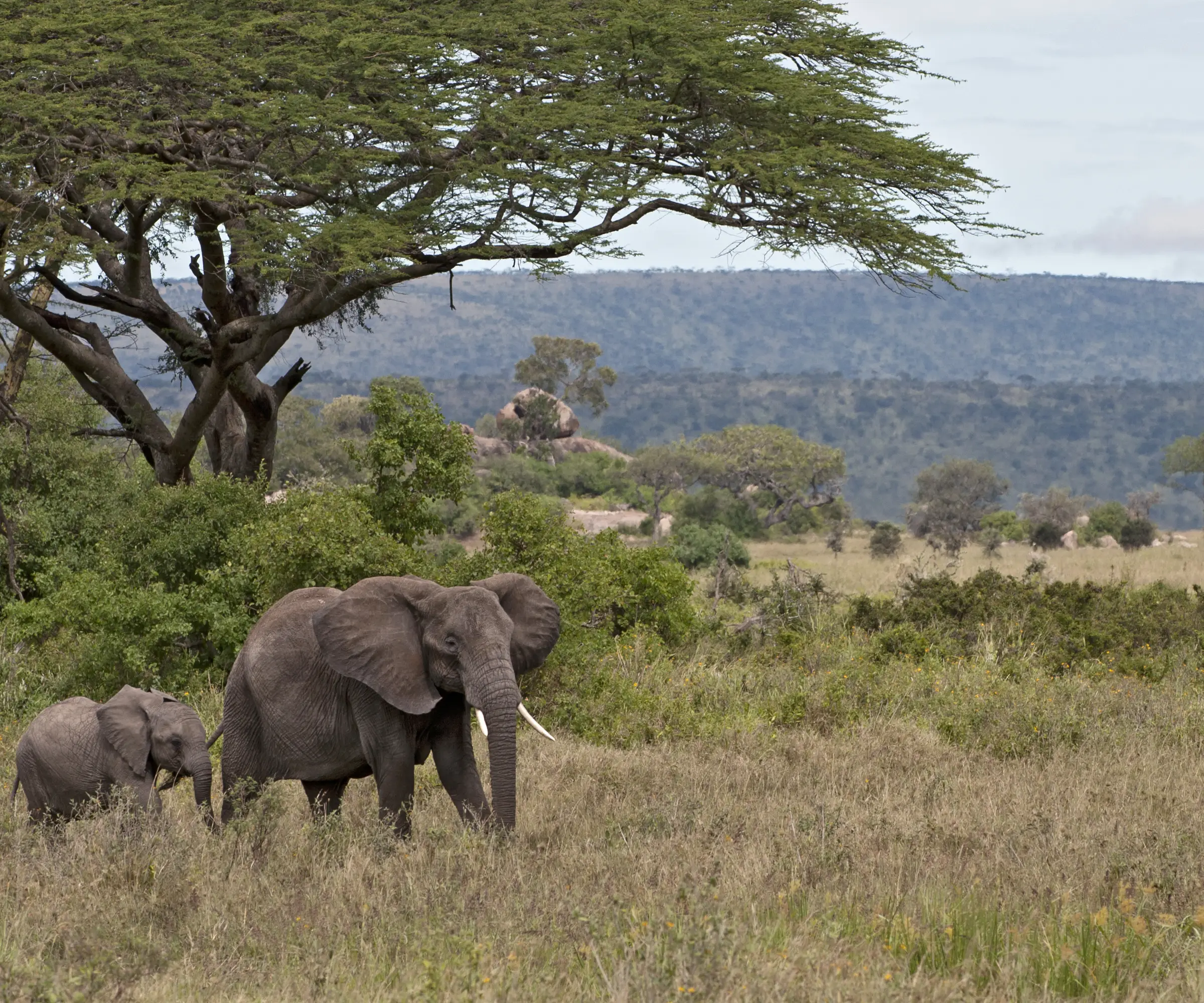 4 Days Wildlife Safari in Tanzania Wildlife