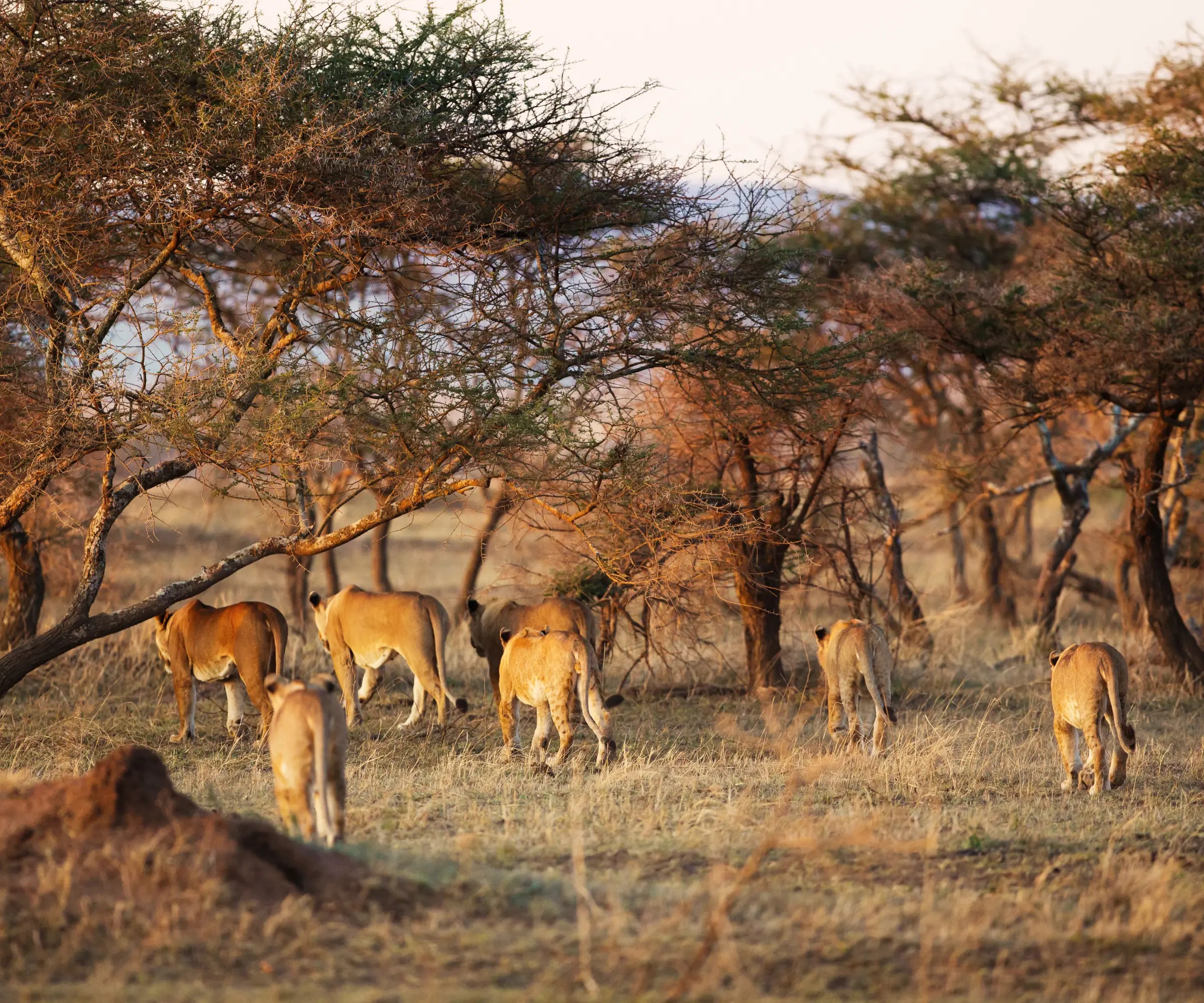 4 Days Wildlife Safari in Tanzania Wildlife