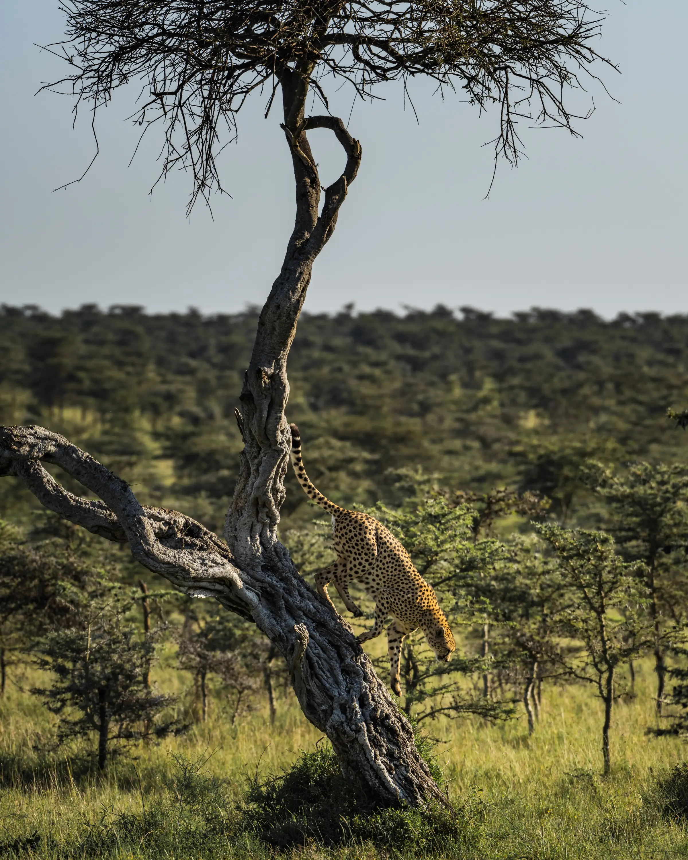 4 Days Wildlife Safari in Tanzania wildlife