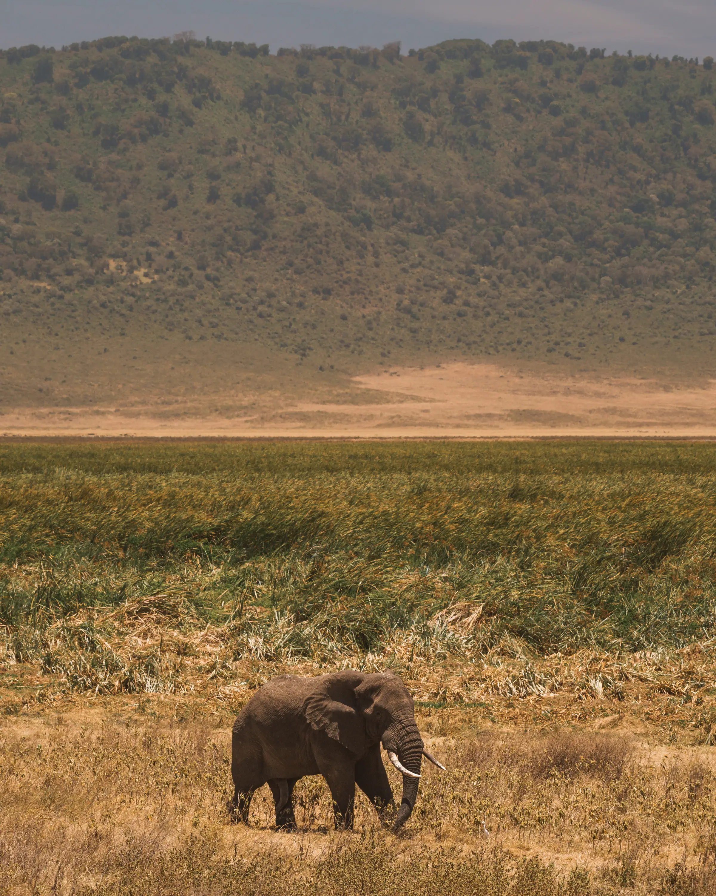 4 Days Wildlife Safari in Tanzania African elephants