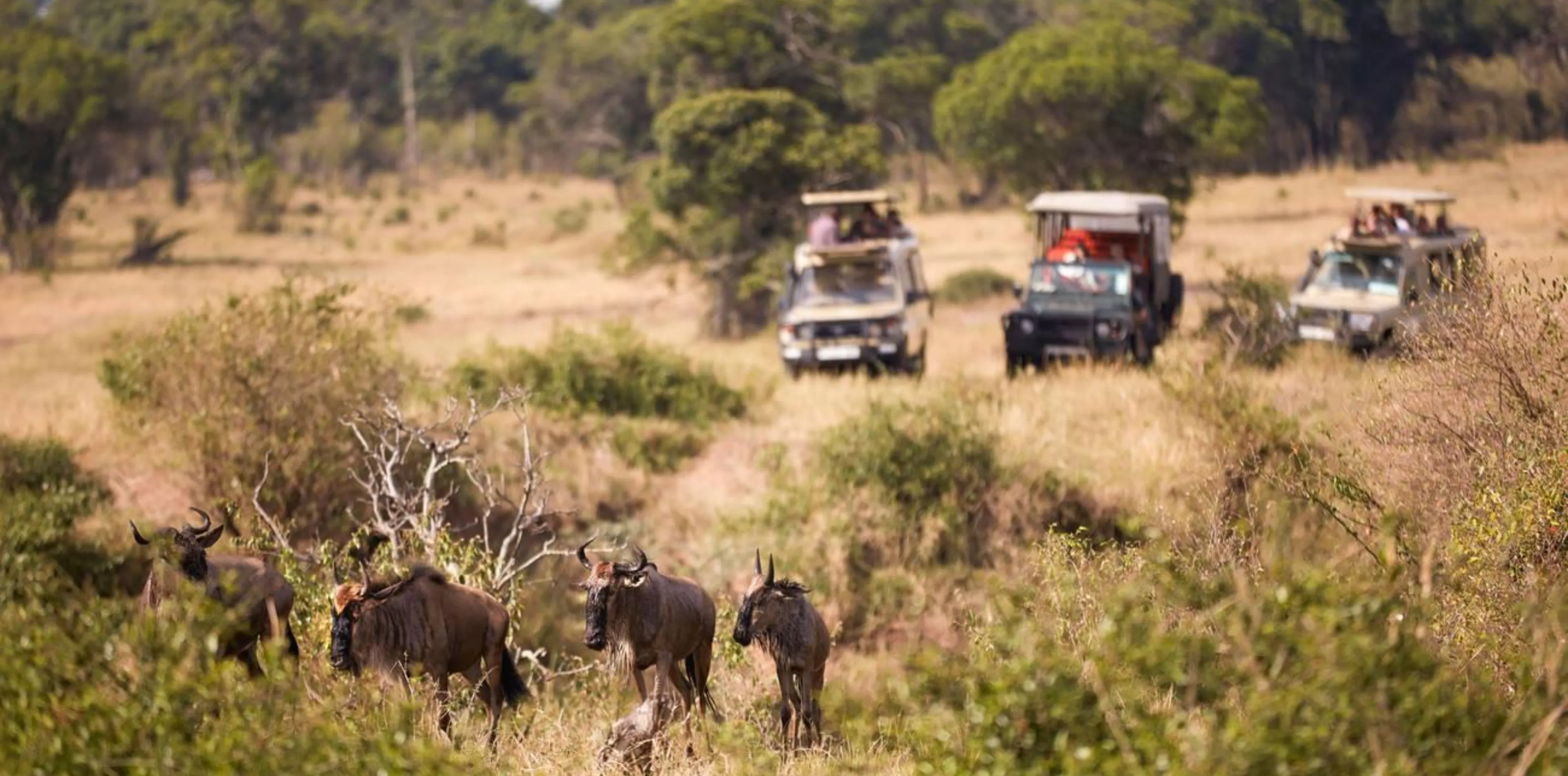 5 Days Wildebeest Migration Safari Attraction