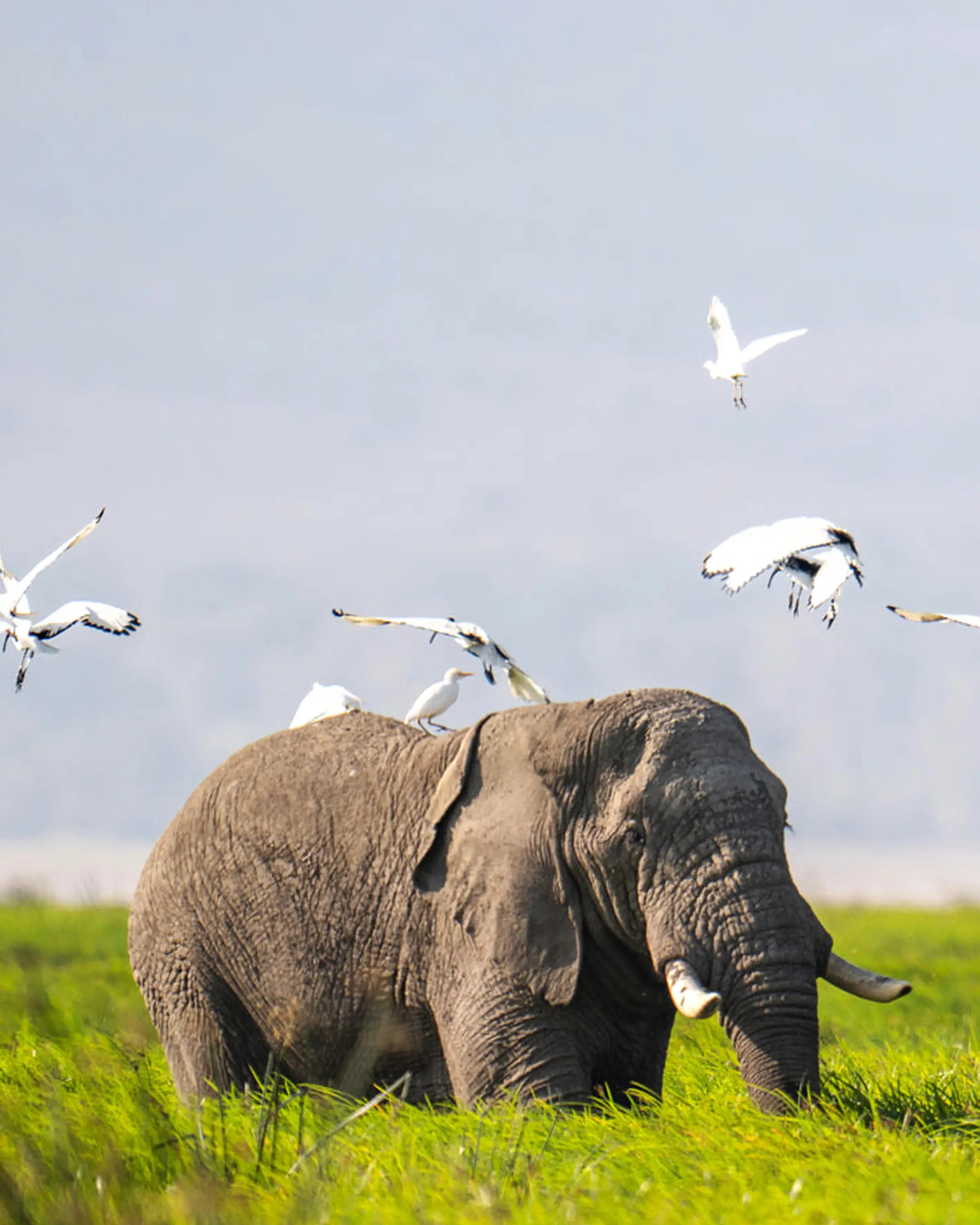 Southern Serengeti