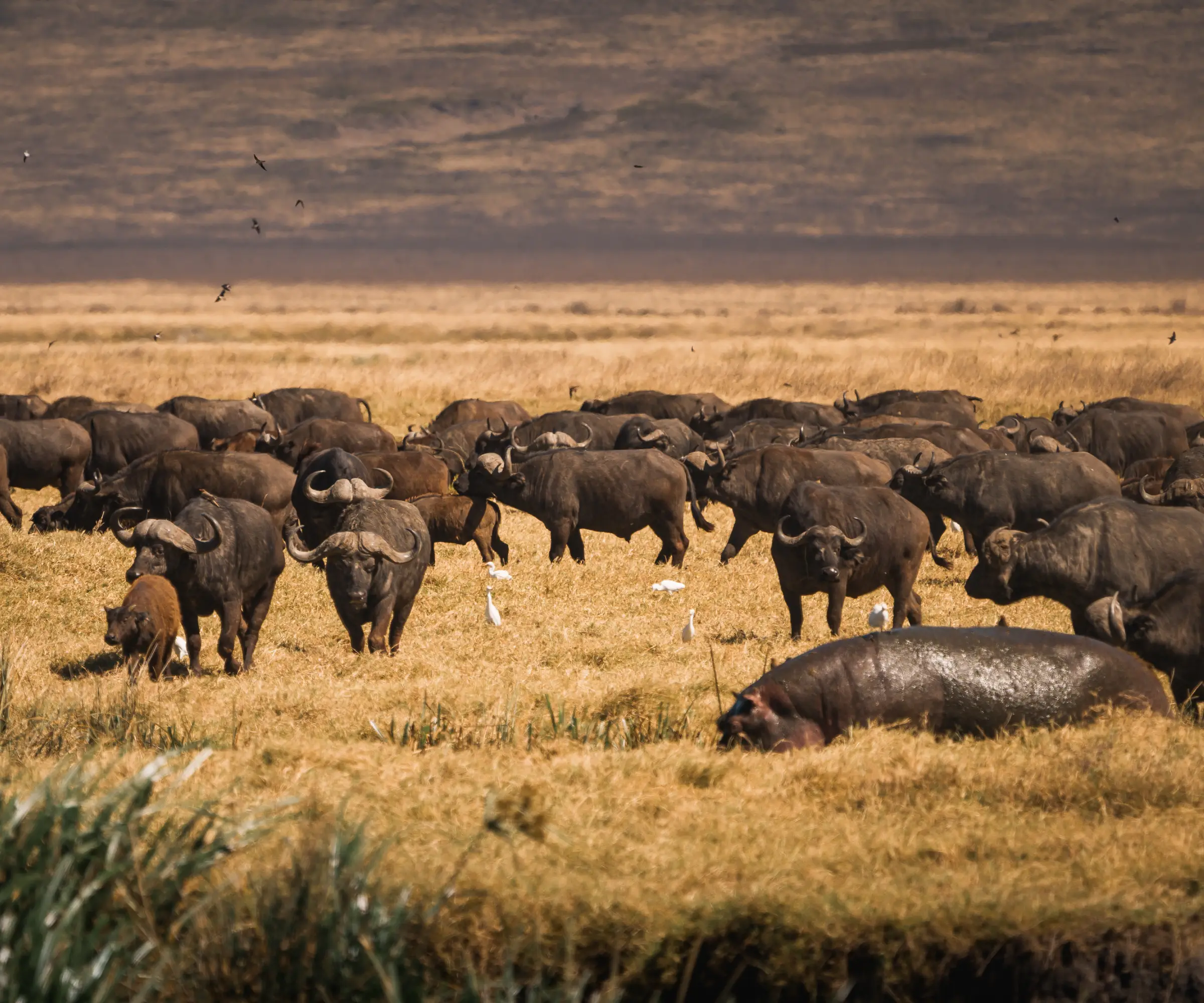 5 Days Wildebeest Migration Safari Wildlife