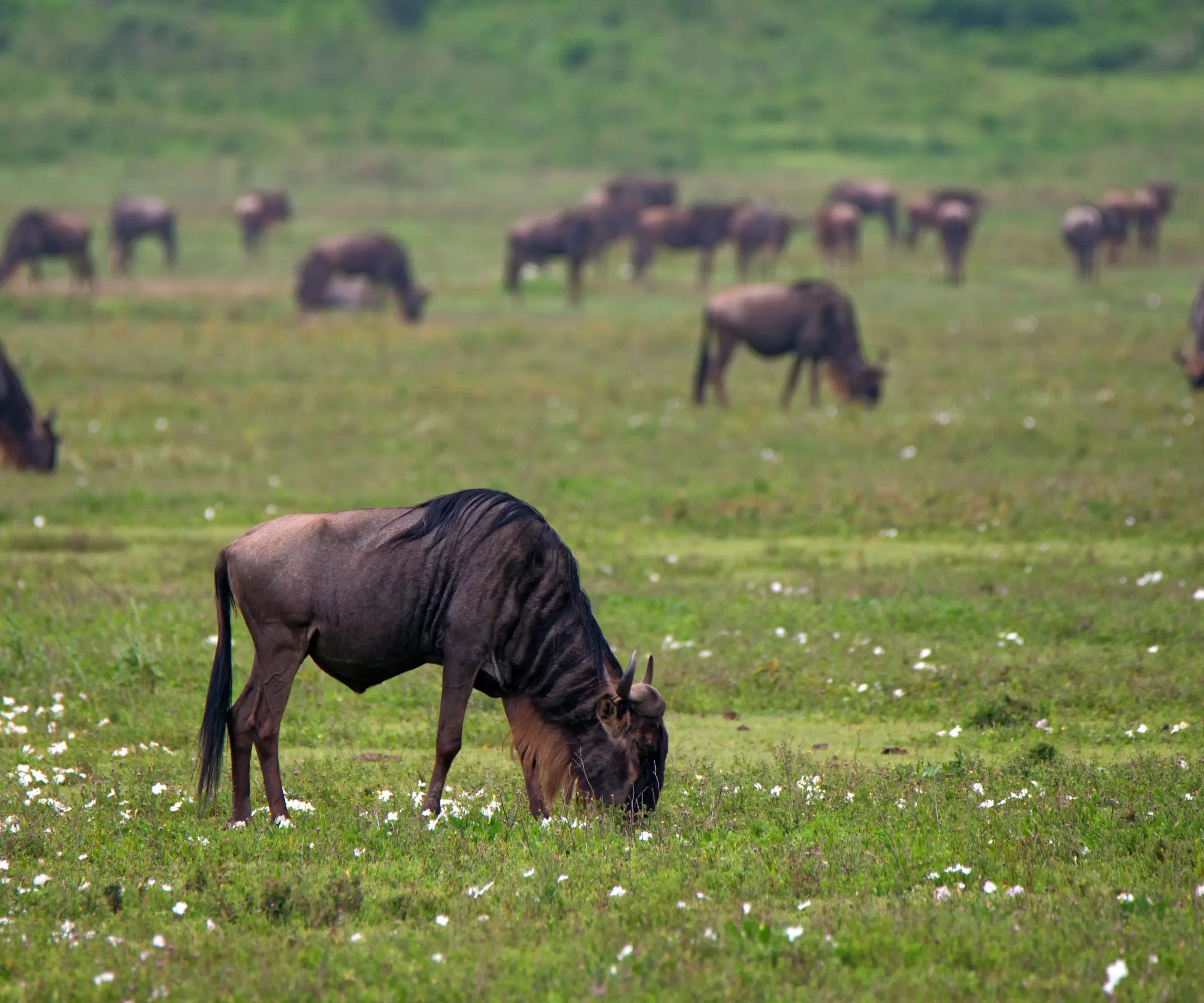 5 Days Wildebeest Migration Safari Wildlife