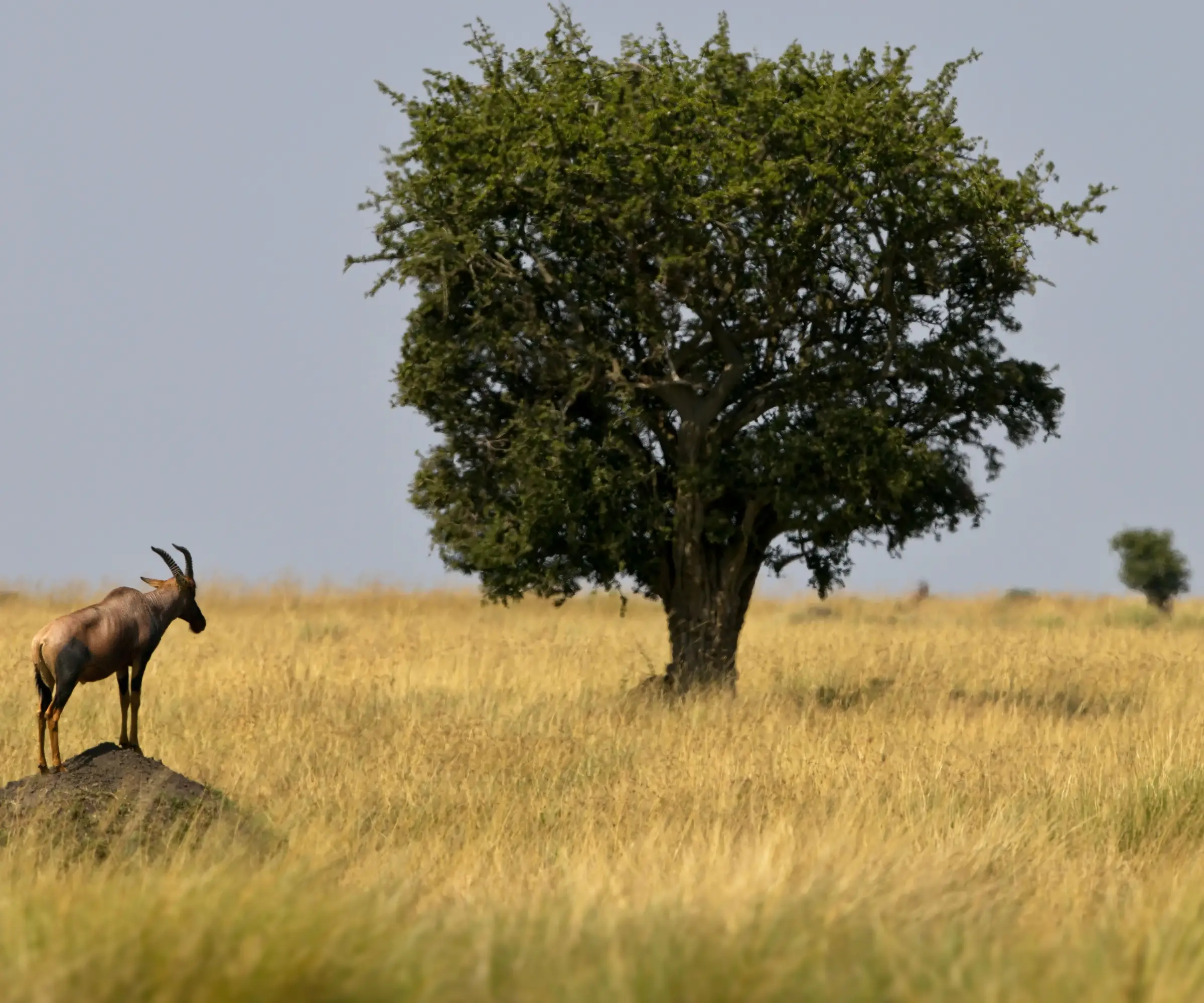 5 Days Wildebeest Migration Safari Wildlife