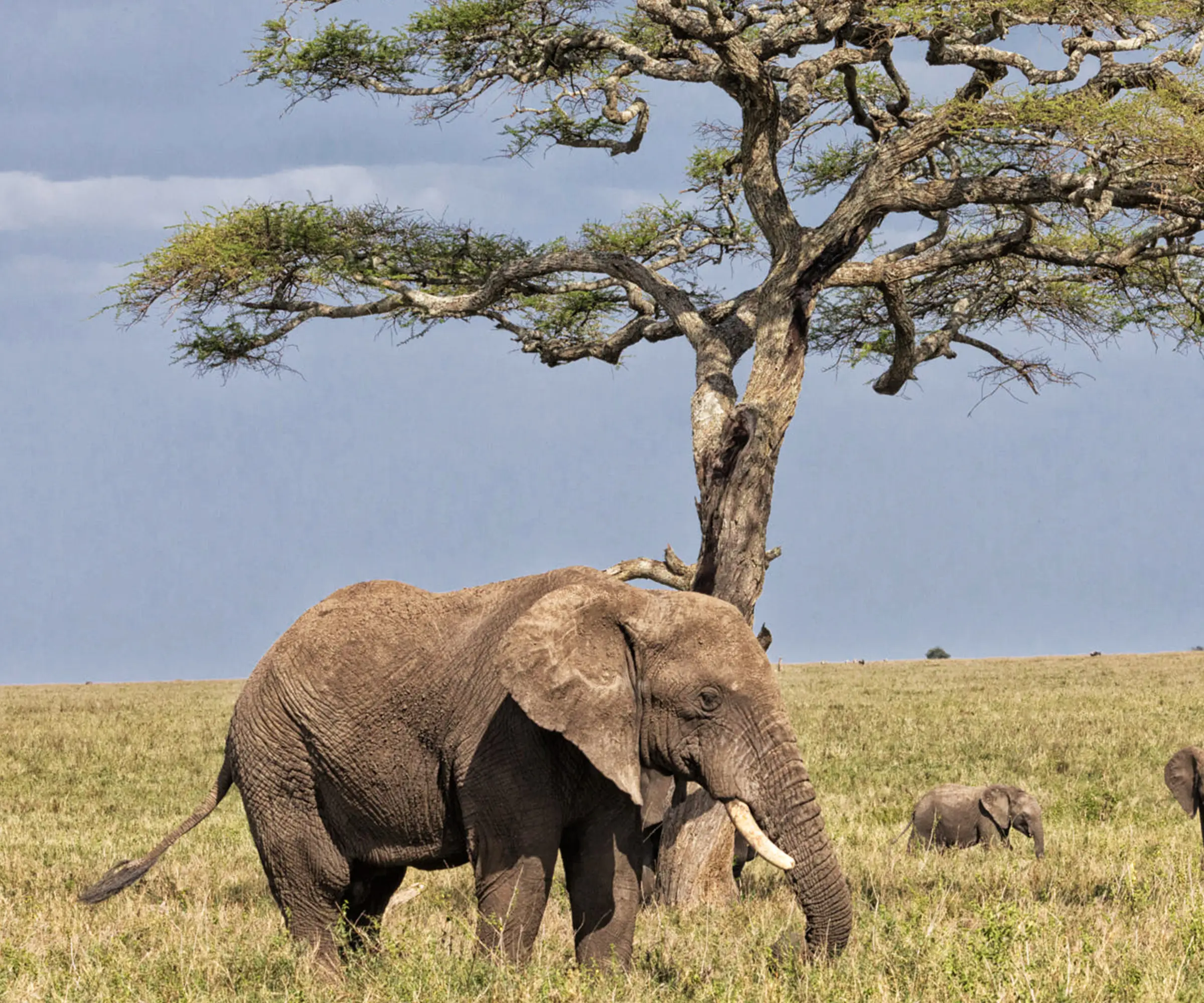 5 Days Wildebeest Migration Safari Wildlife
