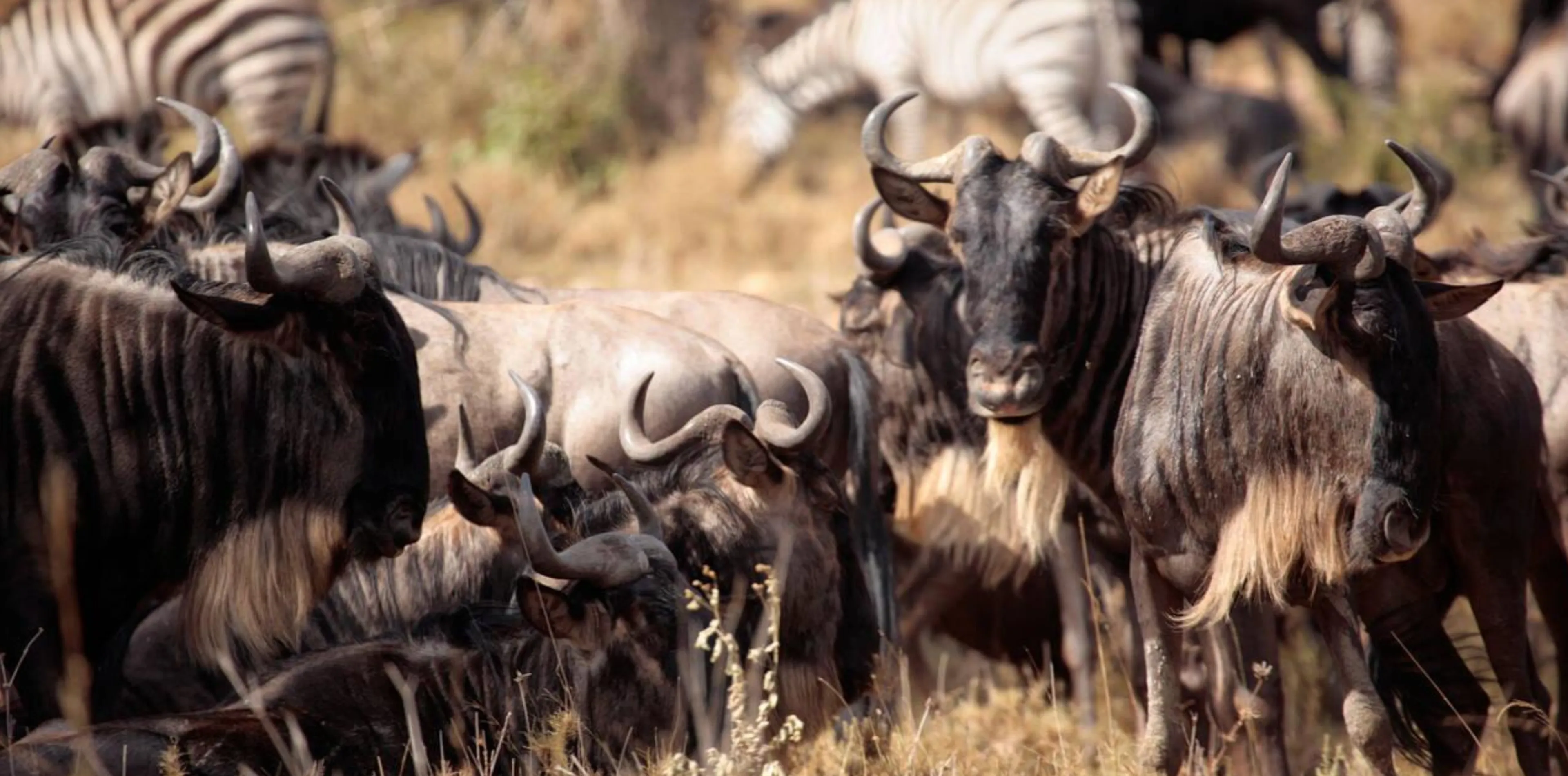 5 Days Wildebeest Migration Safari Attraction