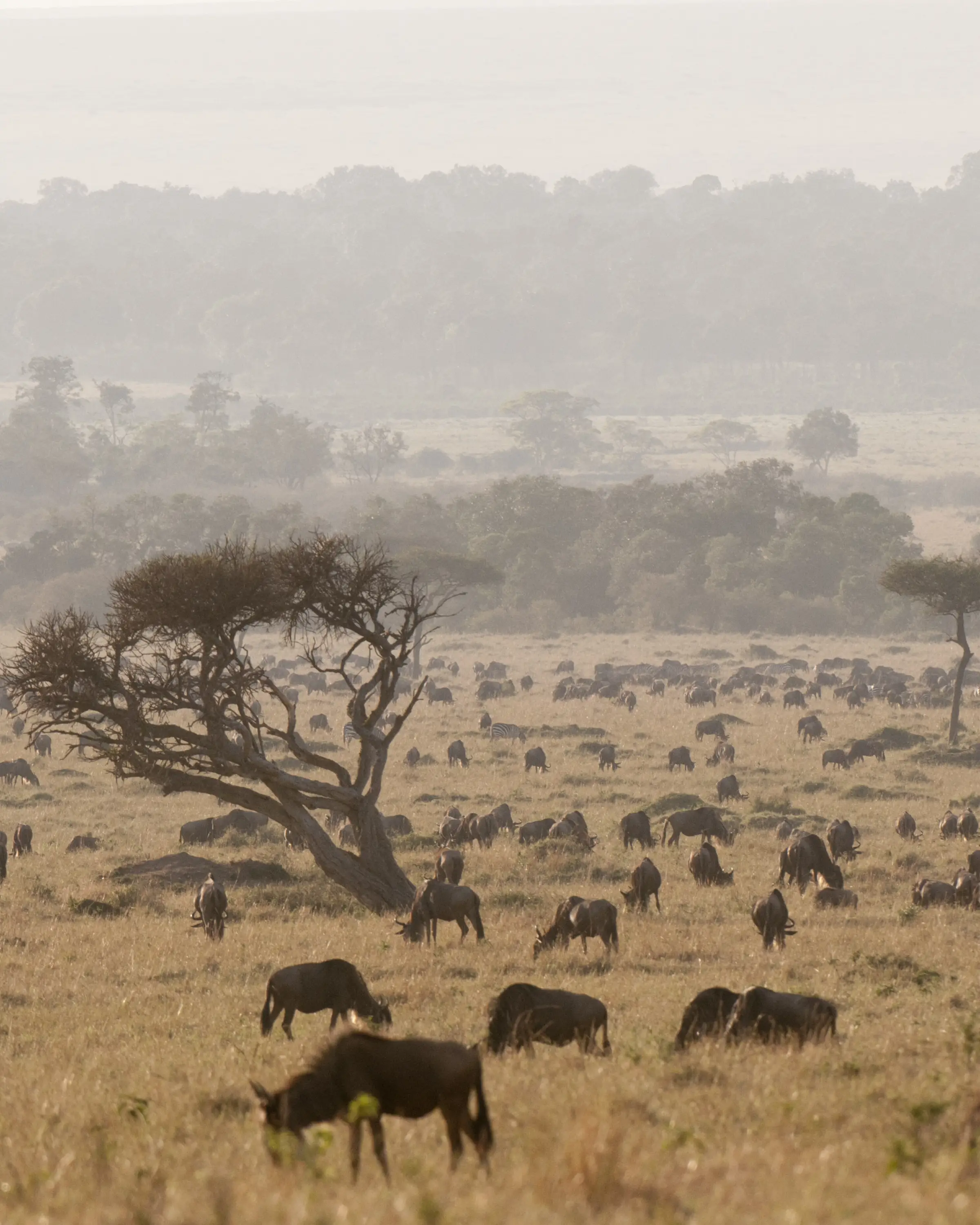 Ngorongoro Crater