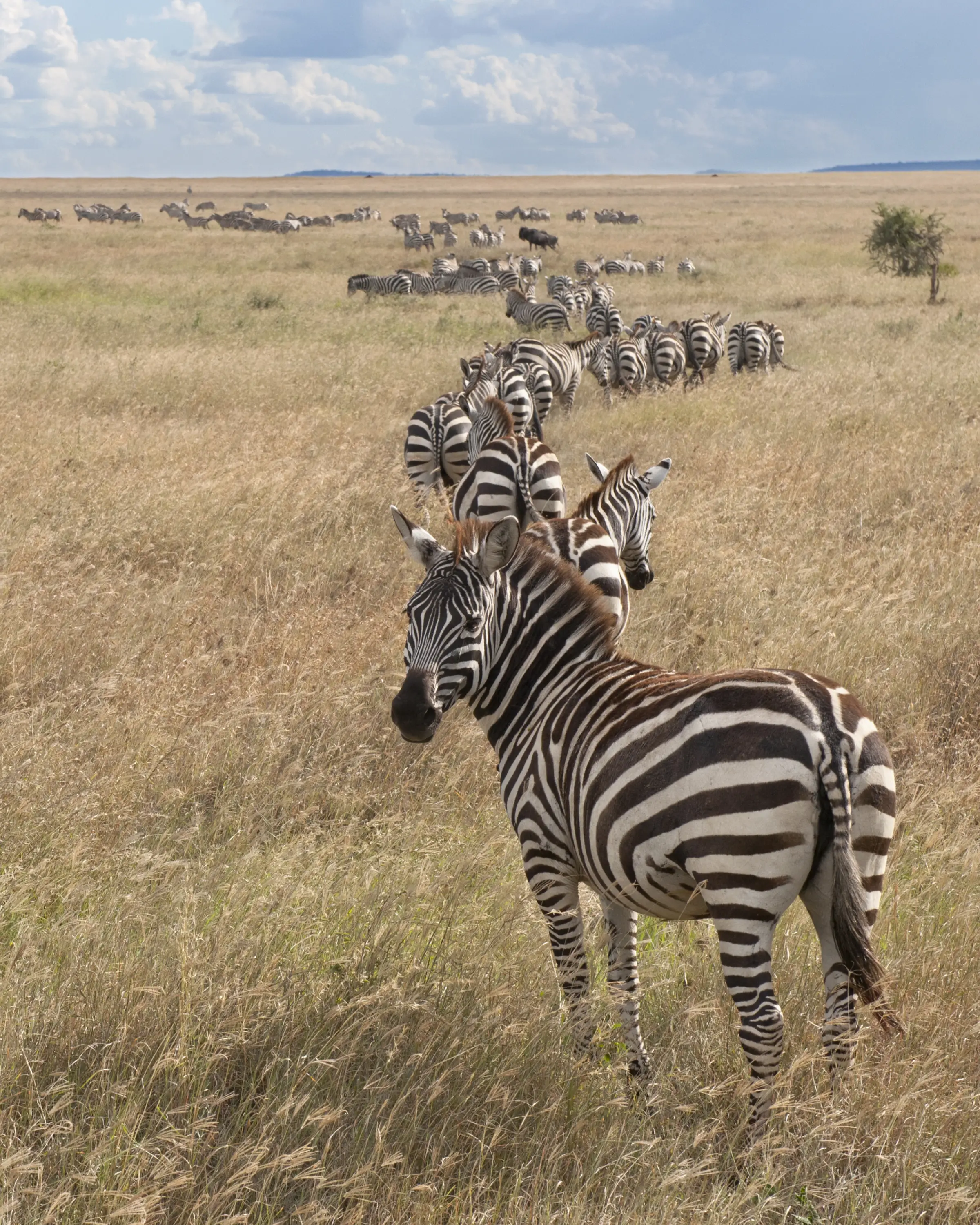 Southern Serengeti
