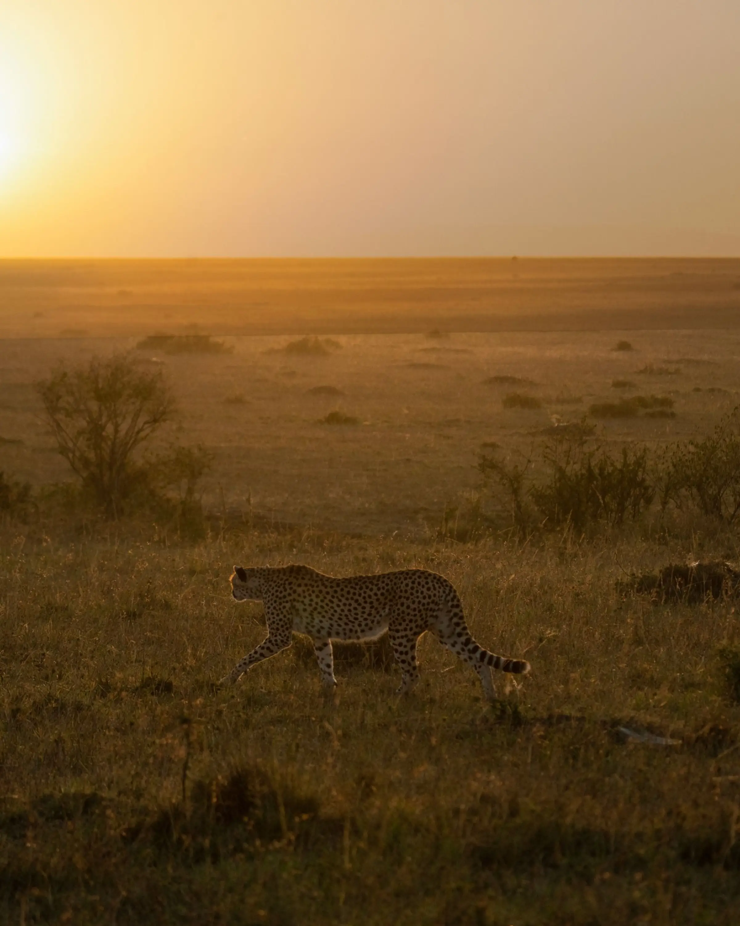 Southern Serengeti