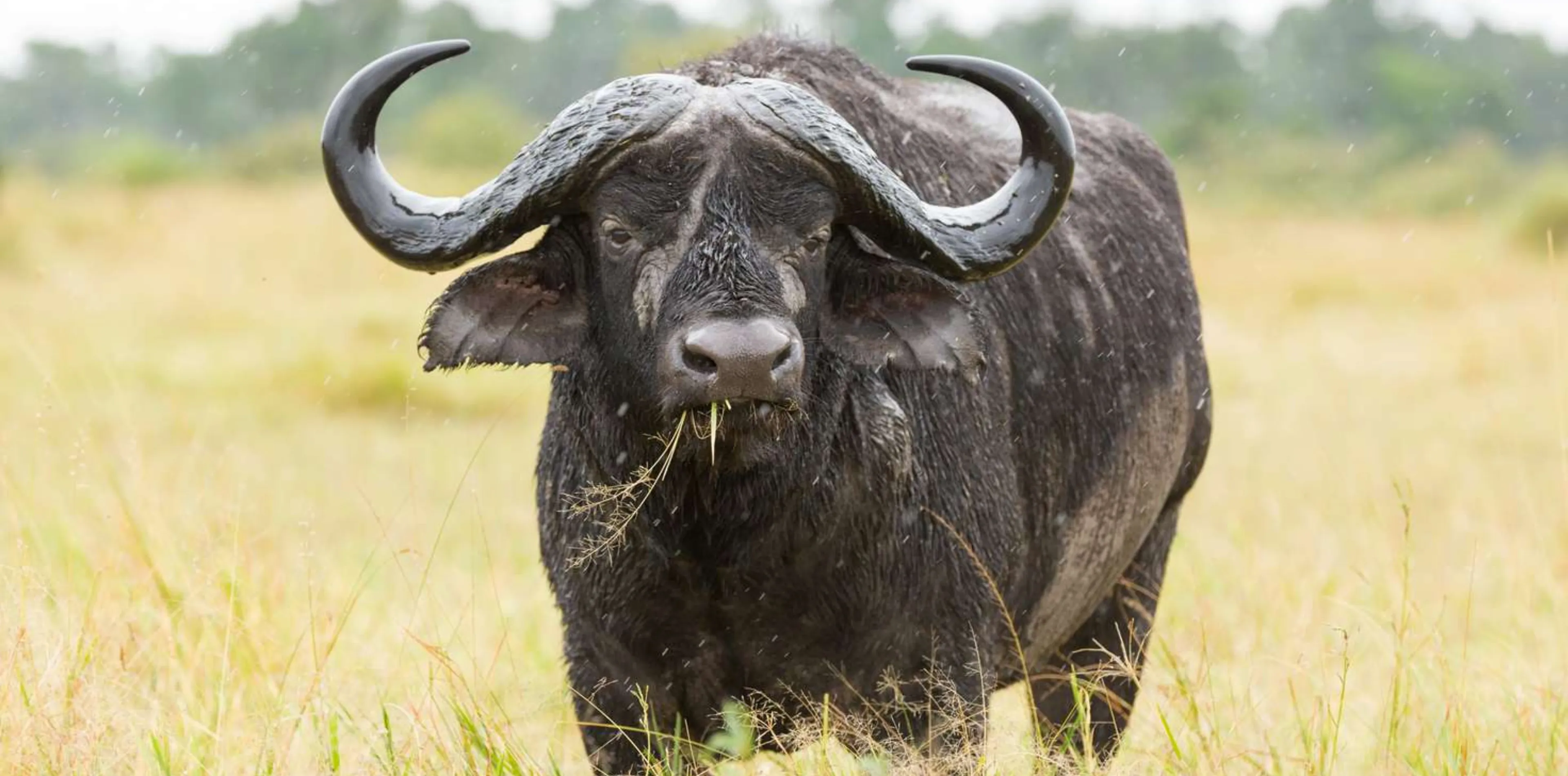 7 Days Big Five Safari In Tanzania Attraction