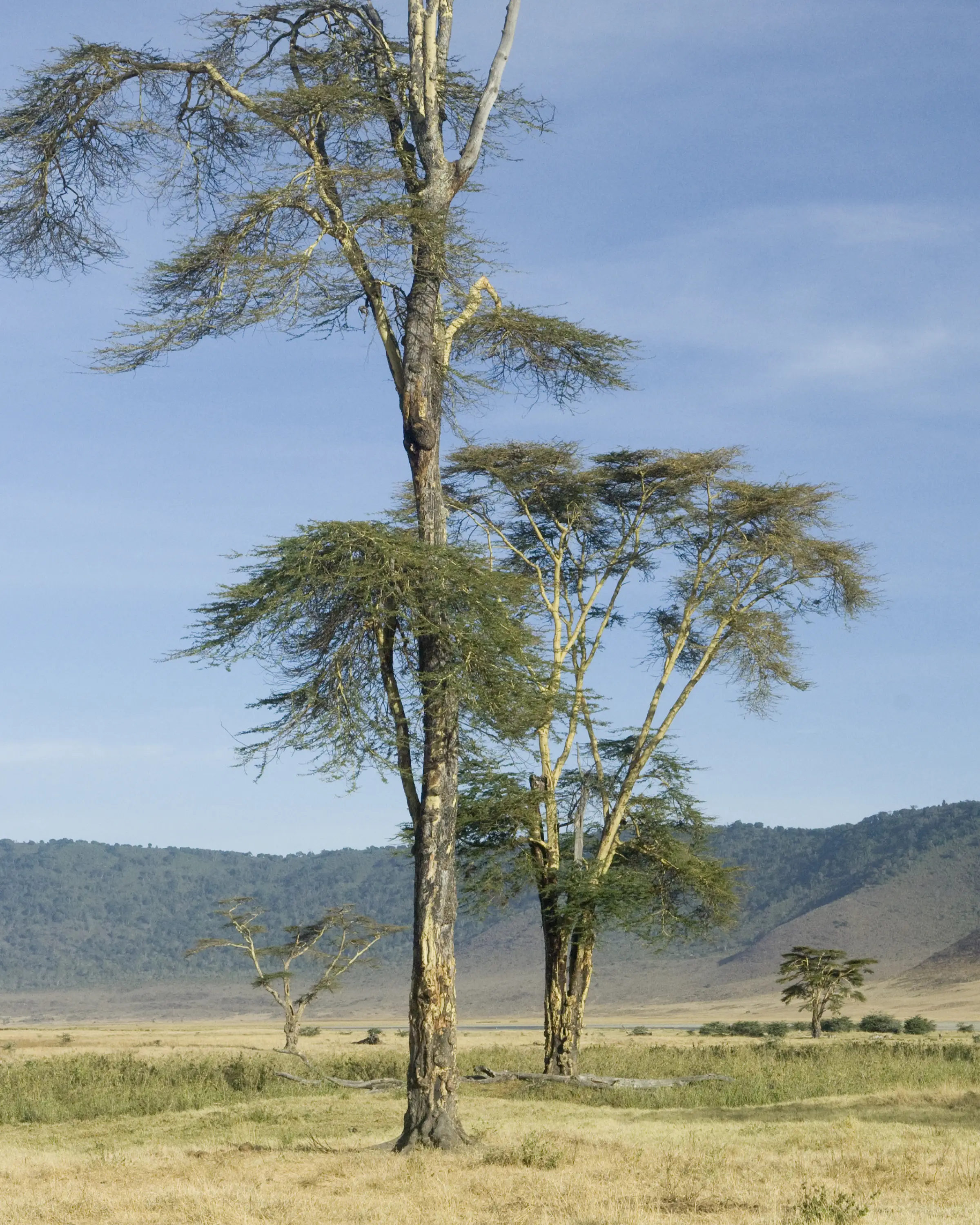7 Days Big Five Safari In Tanzania Game Drive