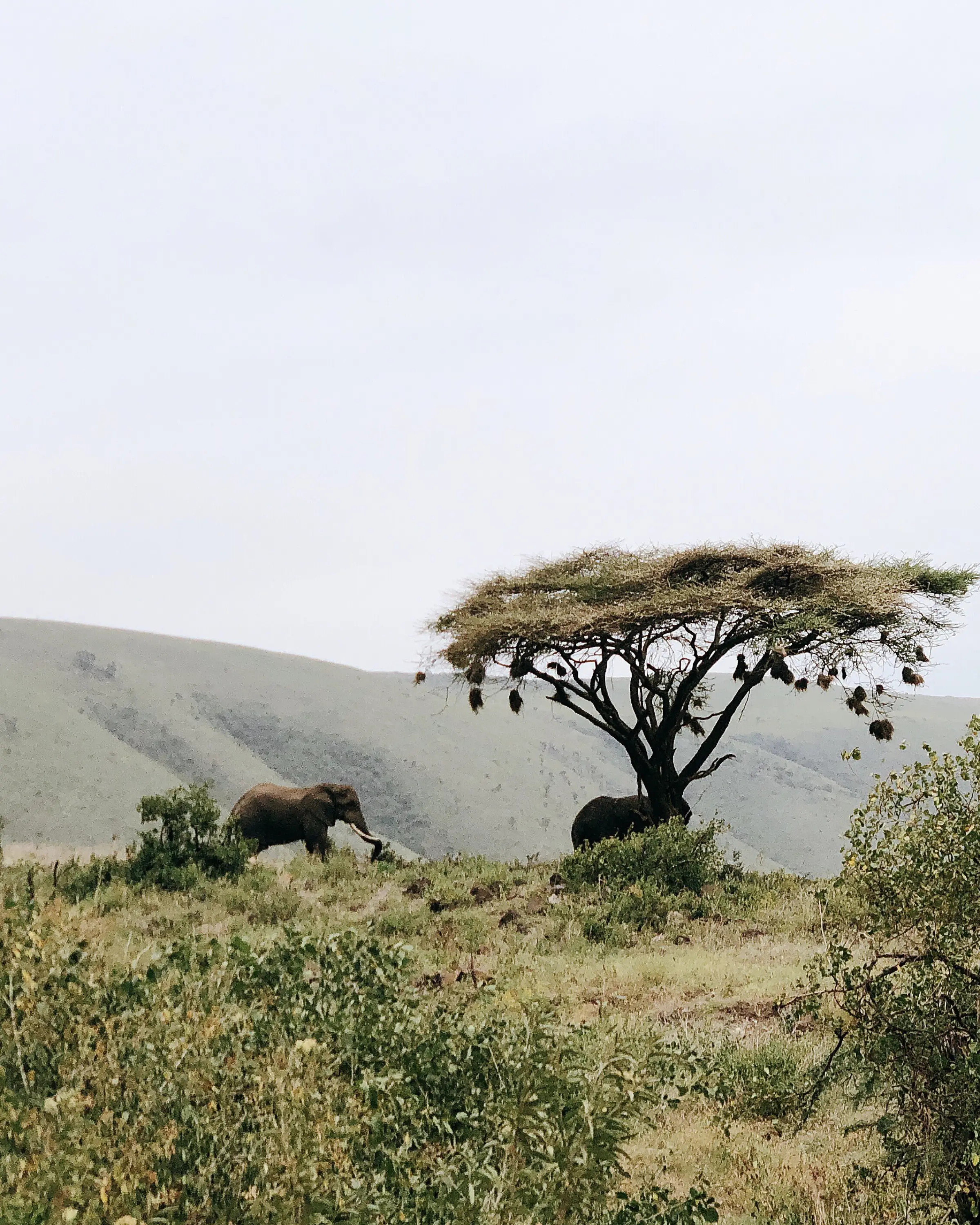 7 Days Big Five Safari In Tanzania Game Drive