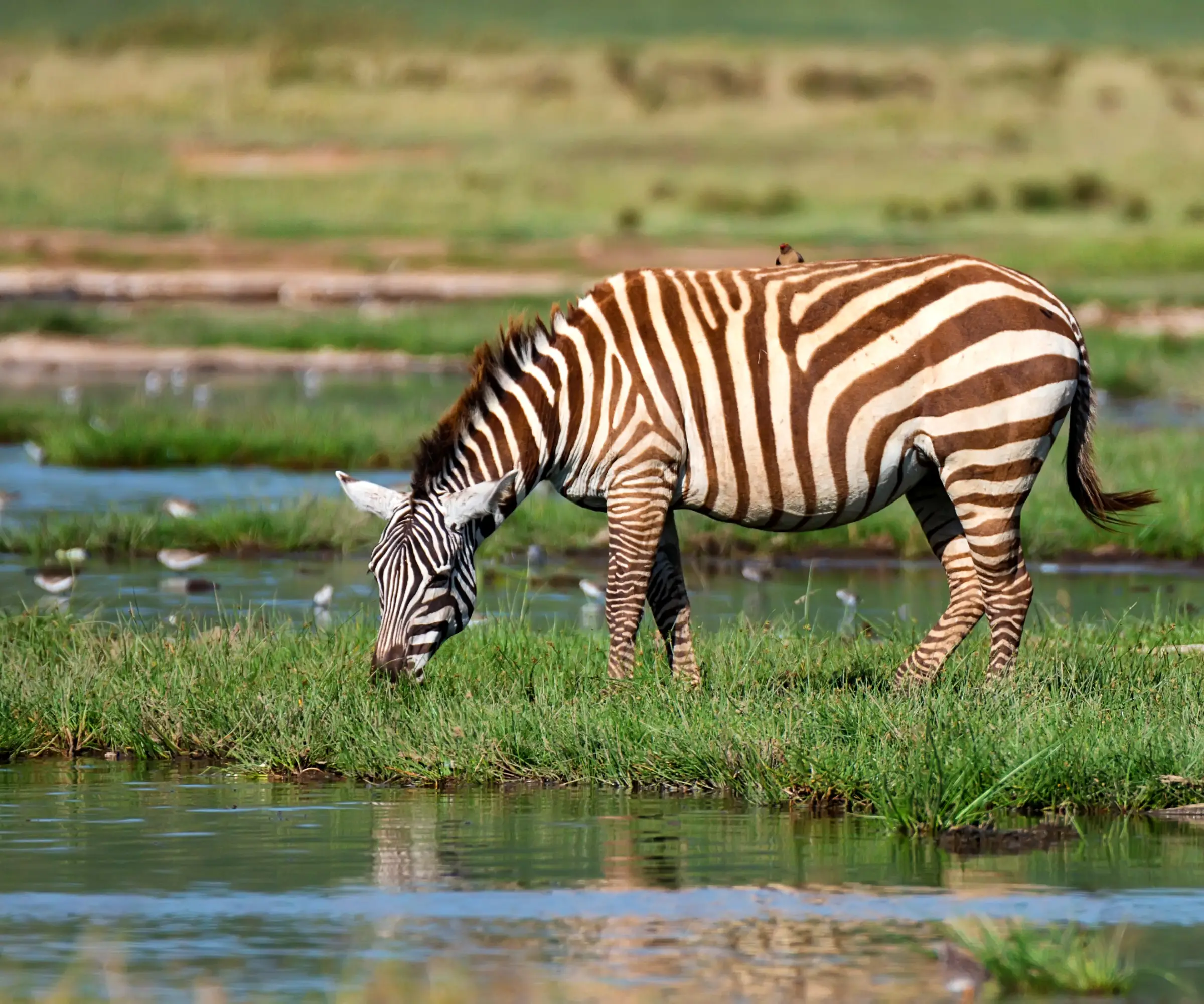7 Days Big Five Safari In Tanzania Wuldlife