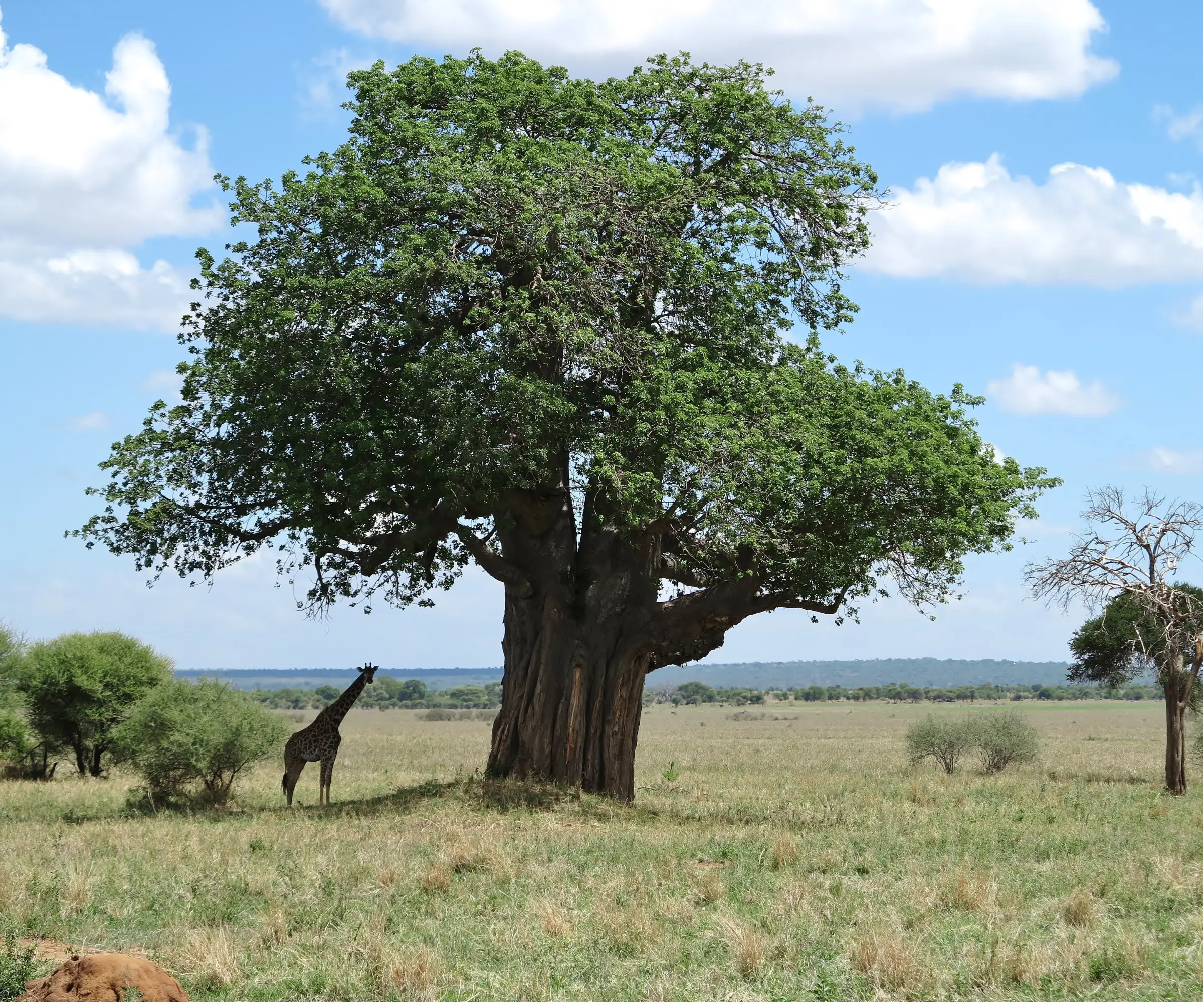 7 Days Big Five Safari In Tanzania Wuldlife