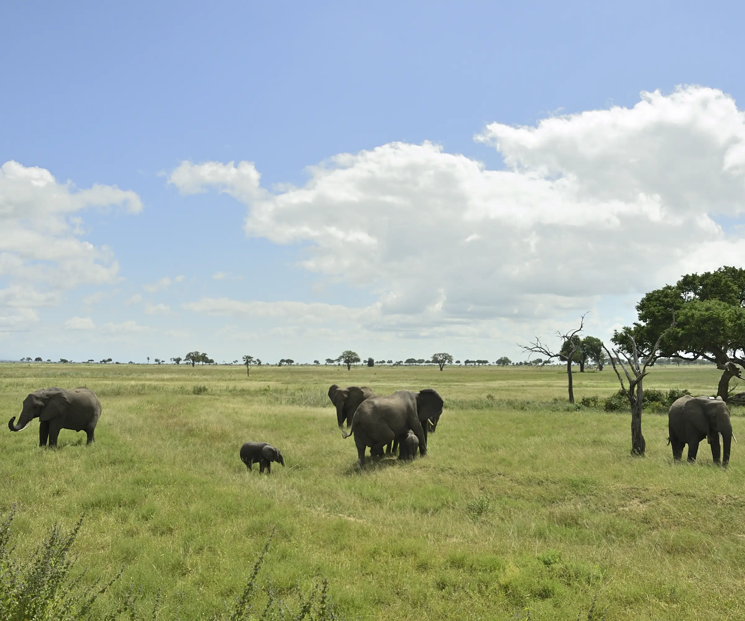 7 Days Big Five Safari In Tanzania Wuldlife
