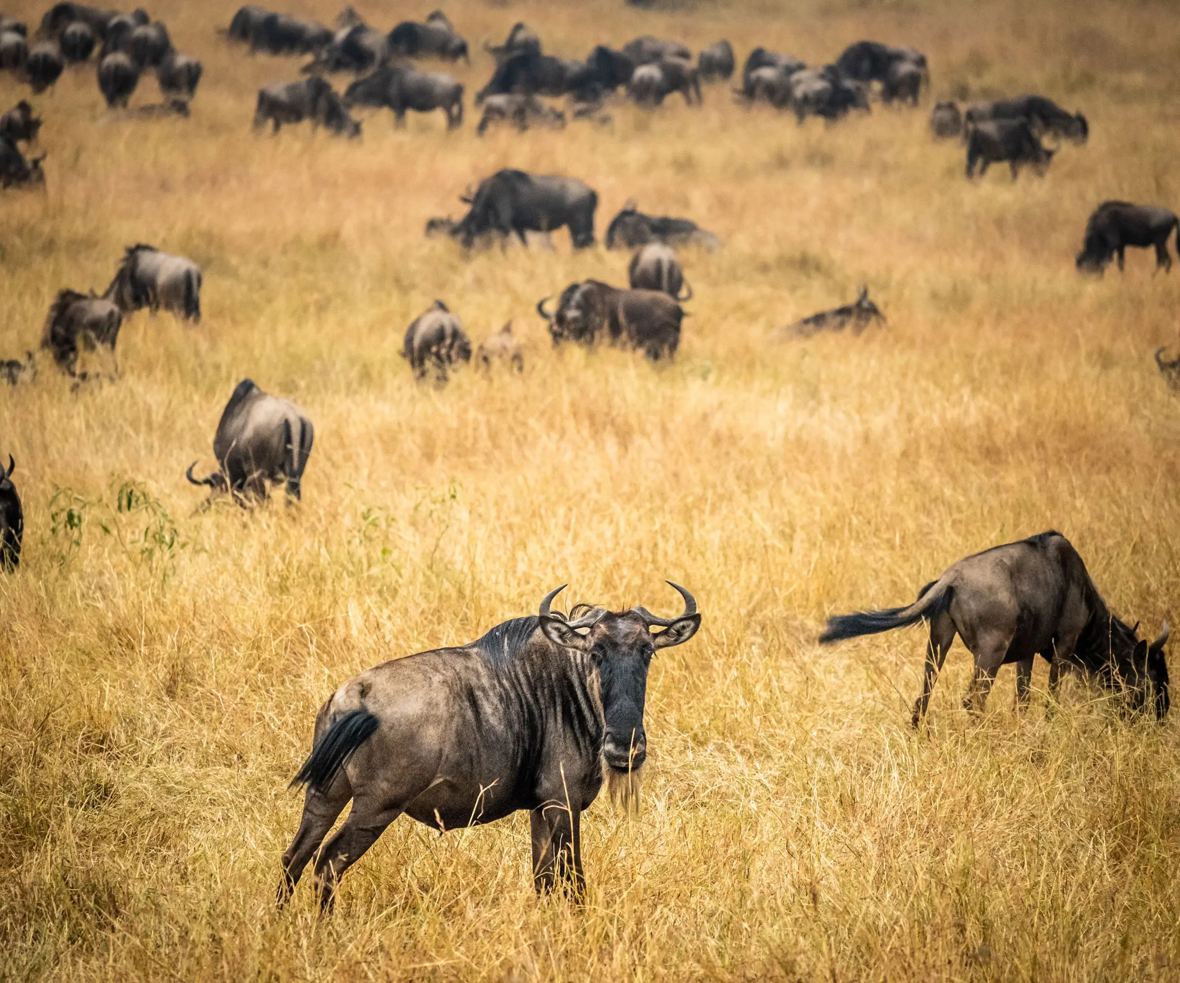 7 Days Big Five Safari In Tanzania Wuldlife