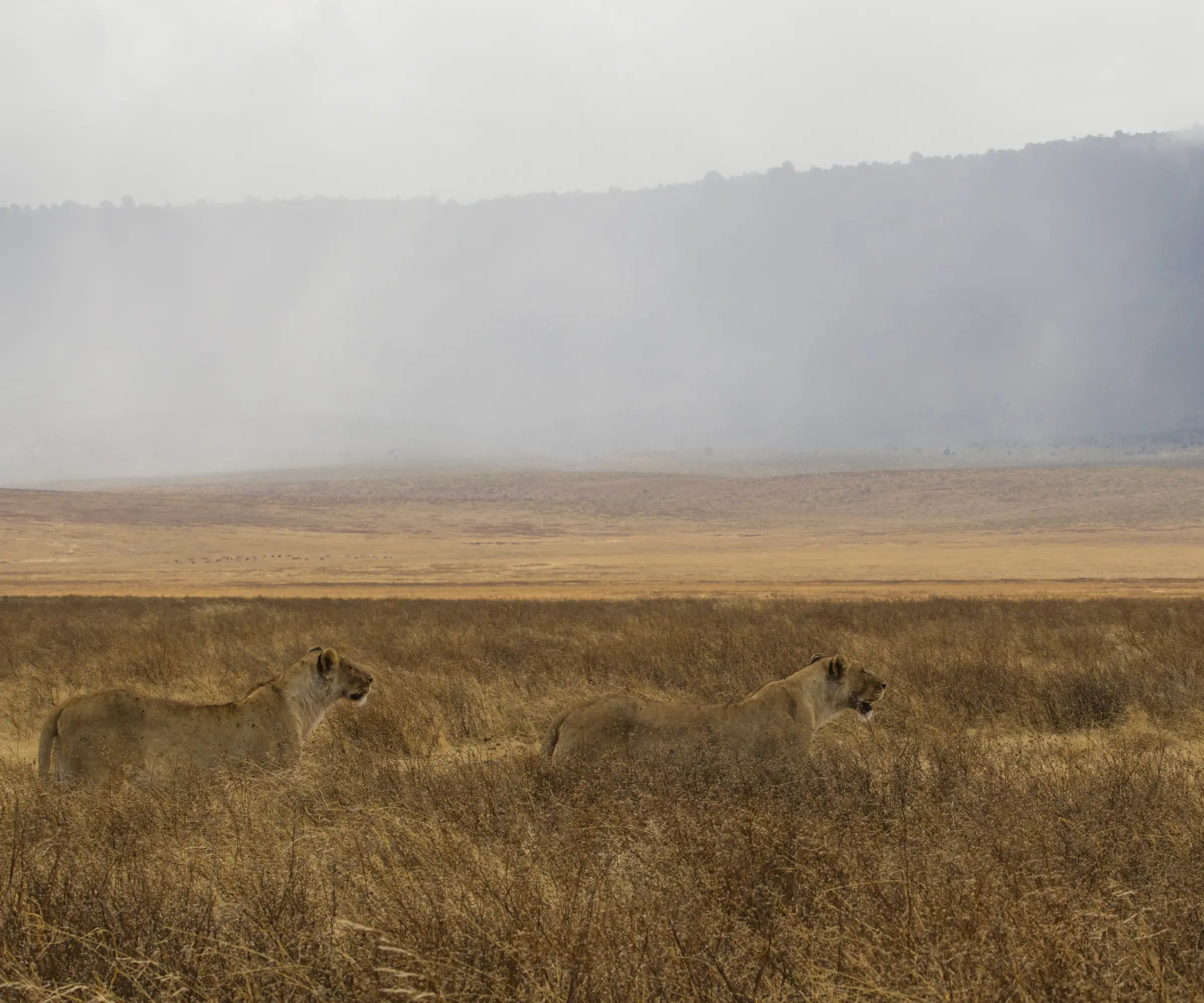7 Days Big Five Safari In Tanzania Wuldlife