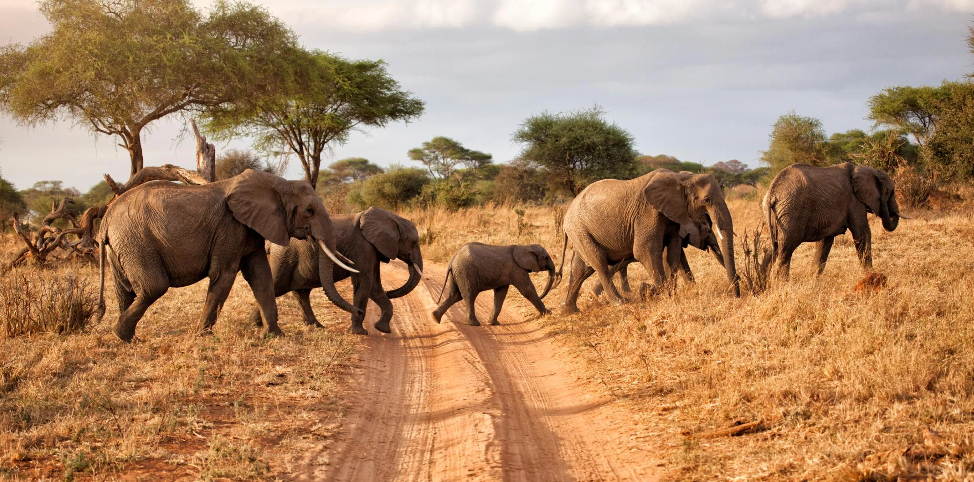 7 Days Big Five Safari In Tanzania Attraction