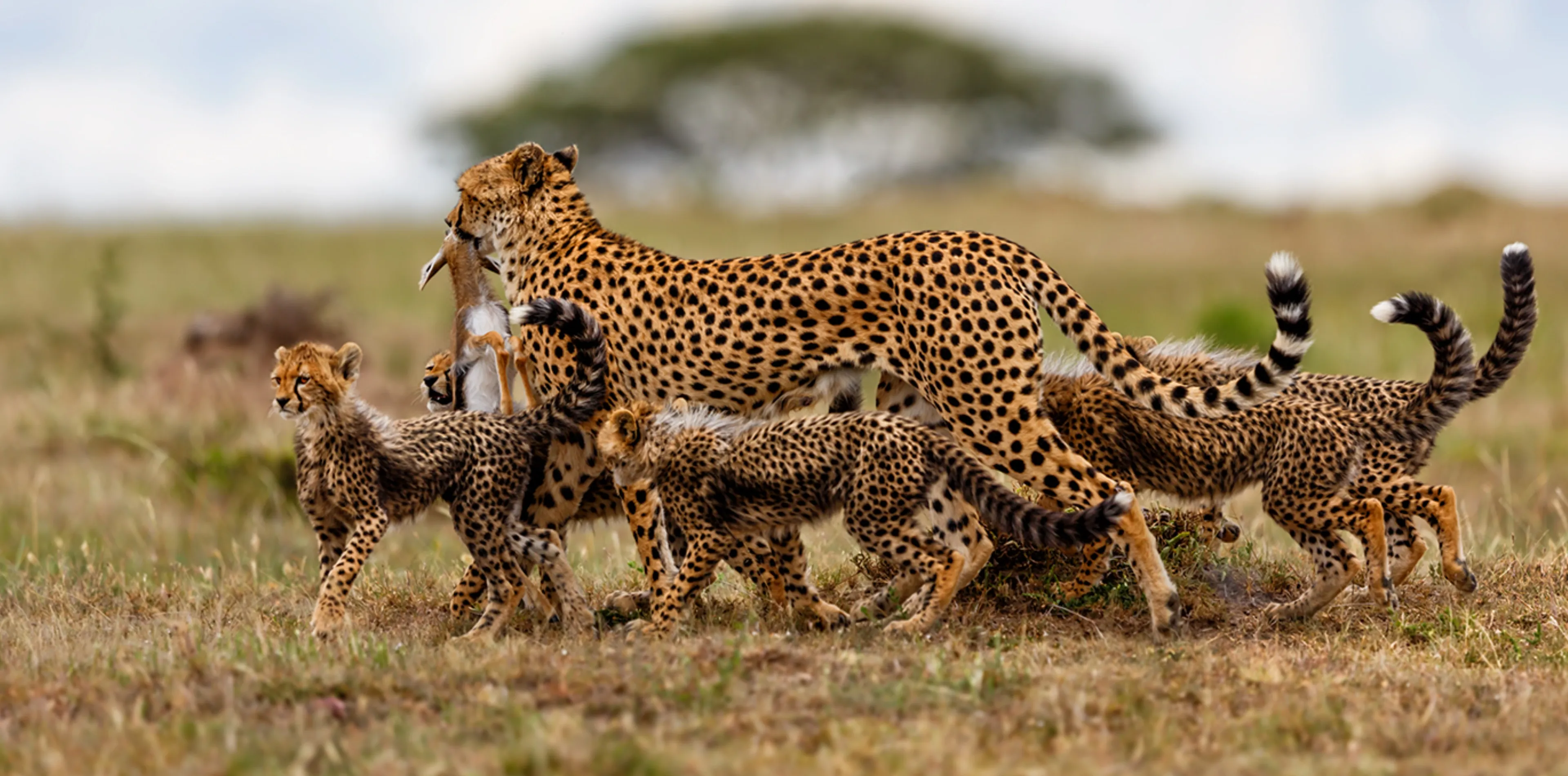 7 Days Big Five Safari In Tanzania Attraction