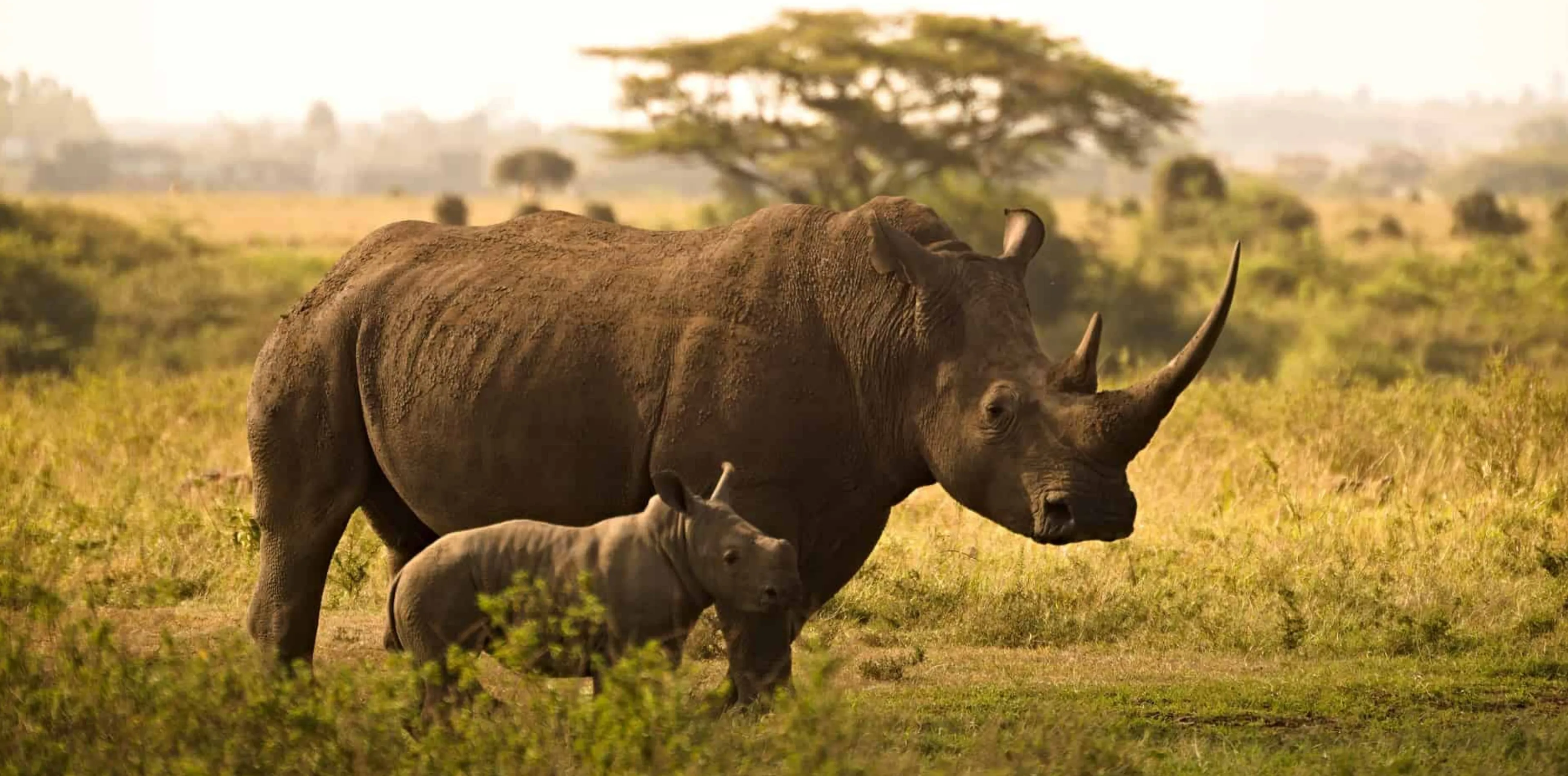 7 Days Big Five Safari In Tanzania Attraction