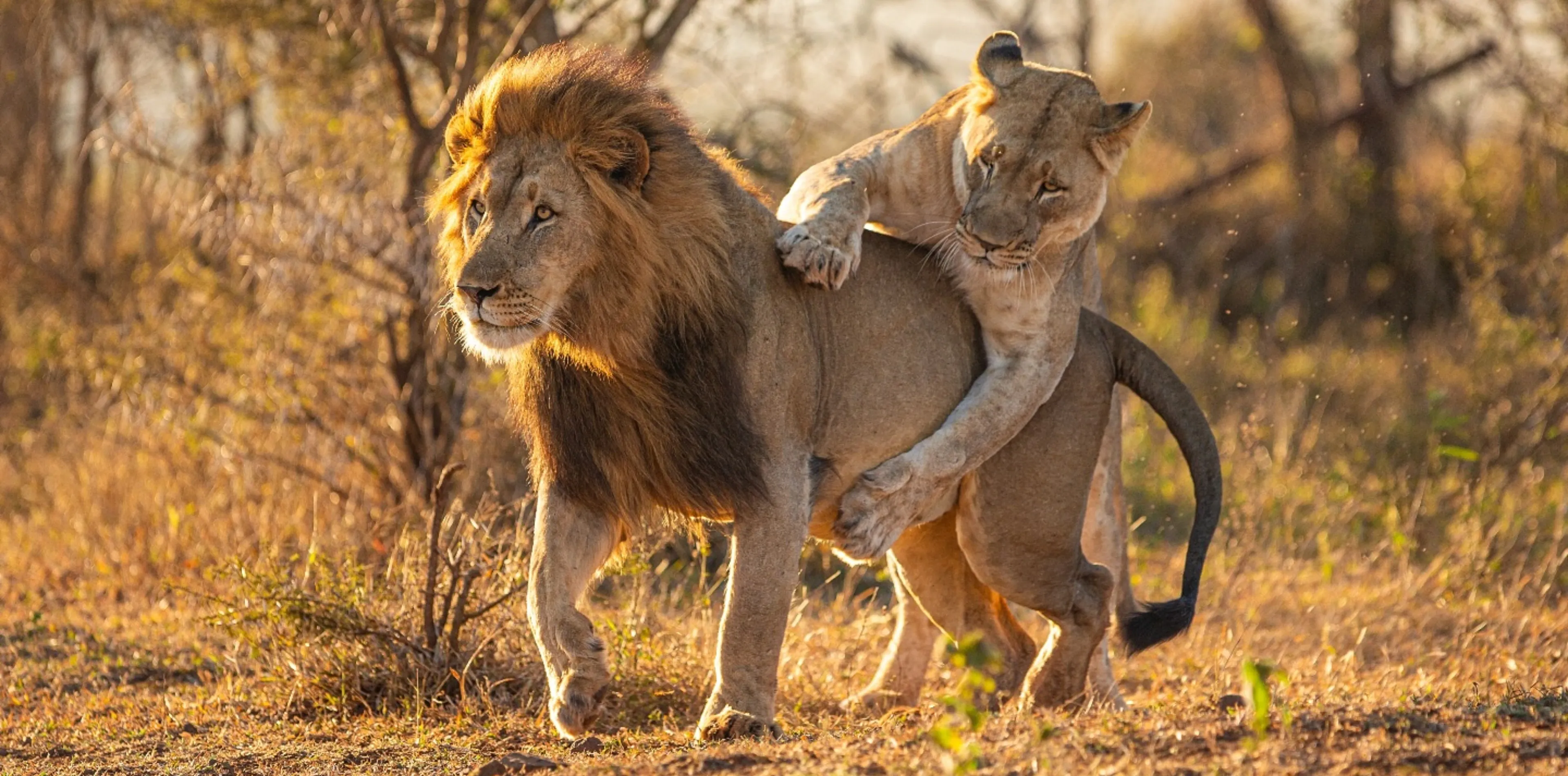 7 Days Big Five Safari In Tanzania Attraction