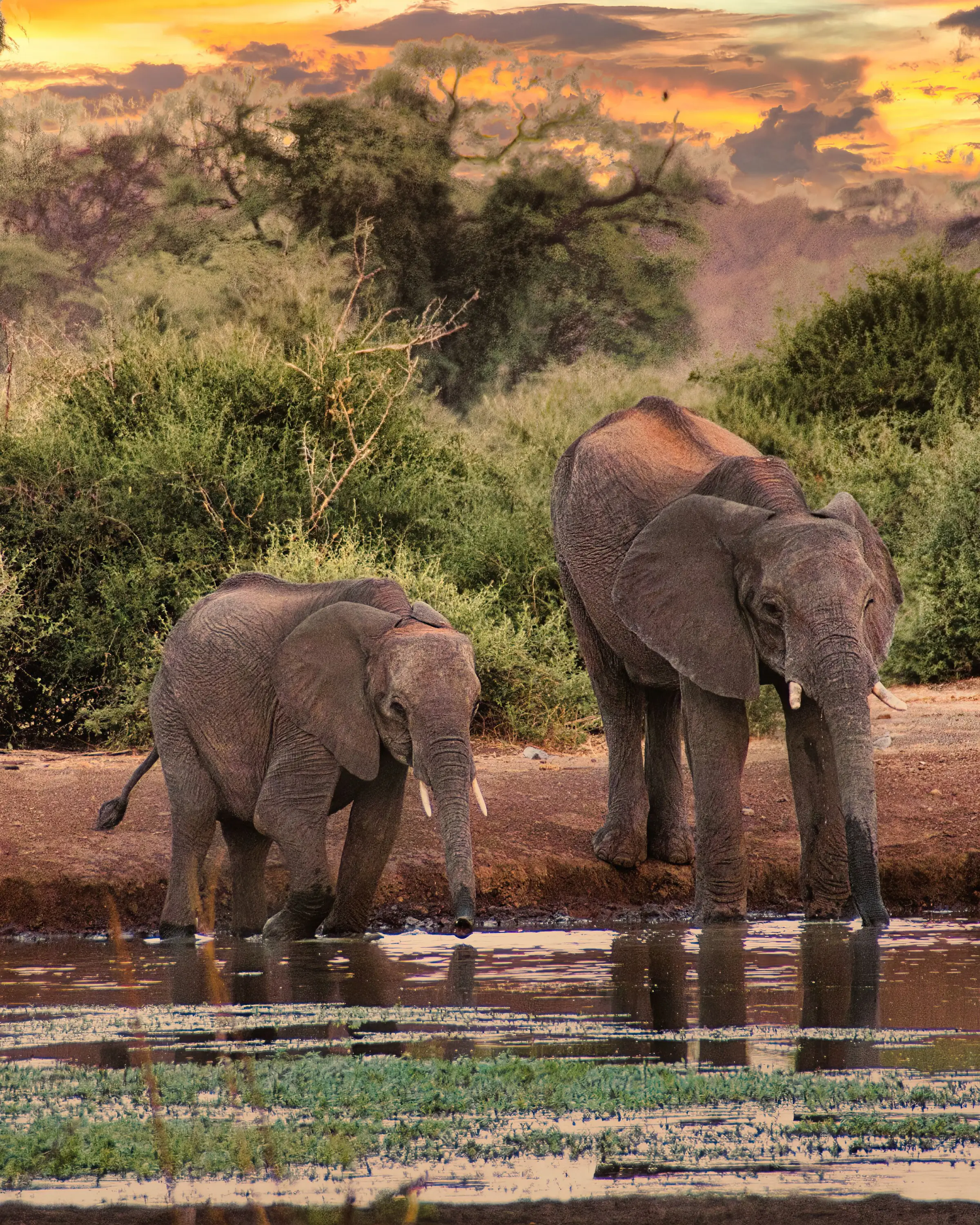 7 Days Big Five Safari In Tanzania Wildlife