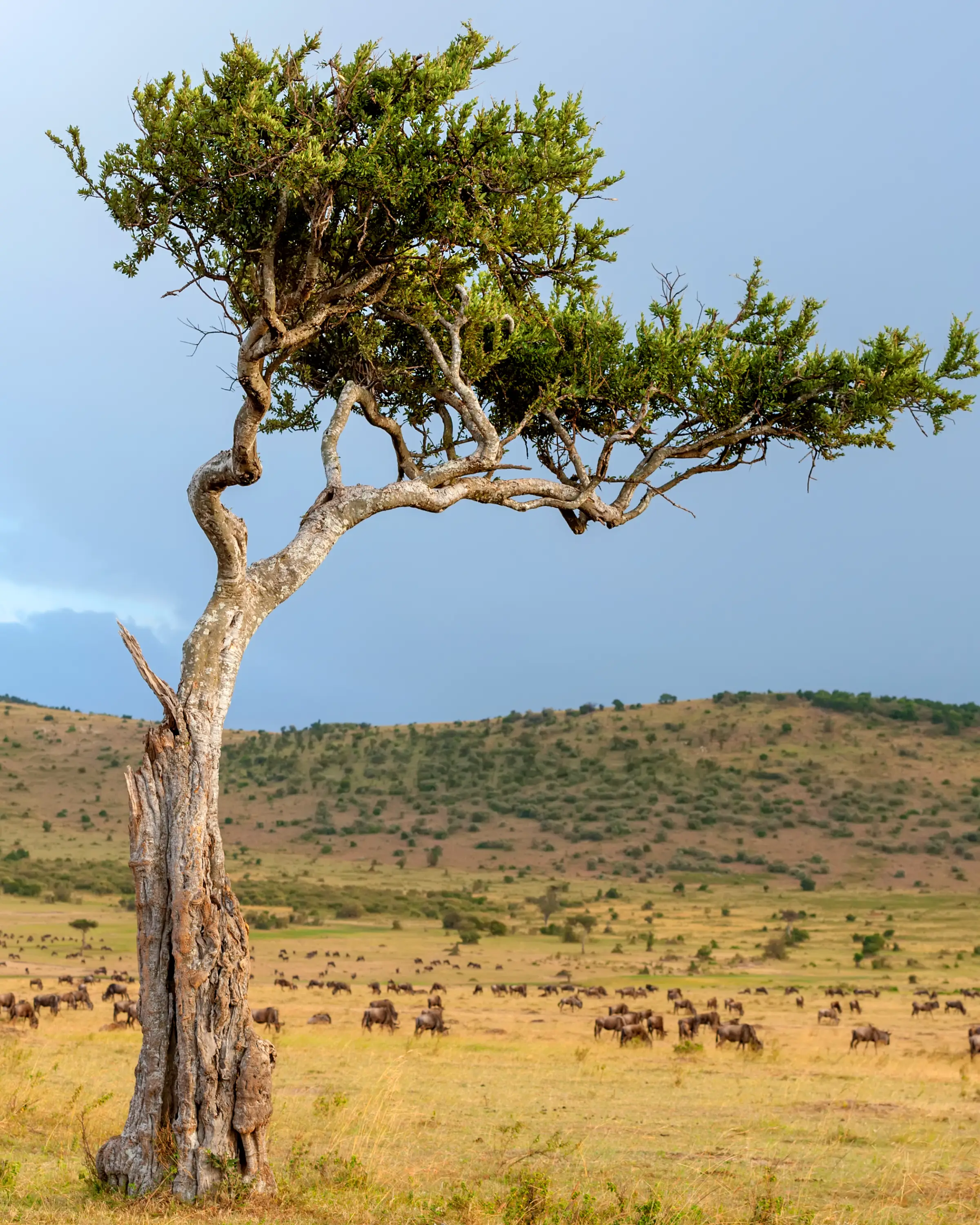 7 Days Big Five Safari In Tanzania Game Drive