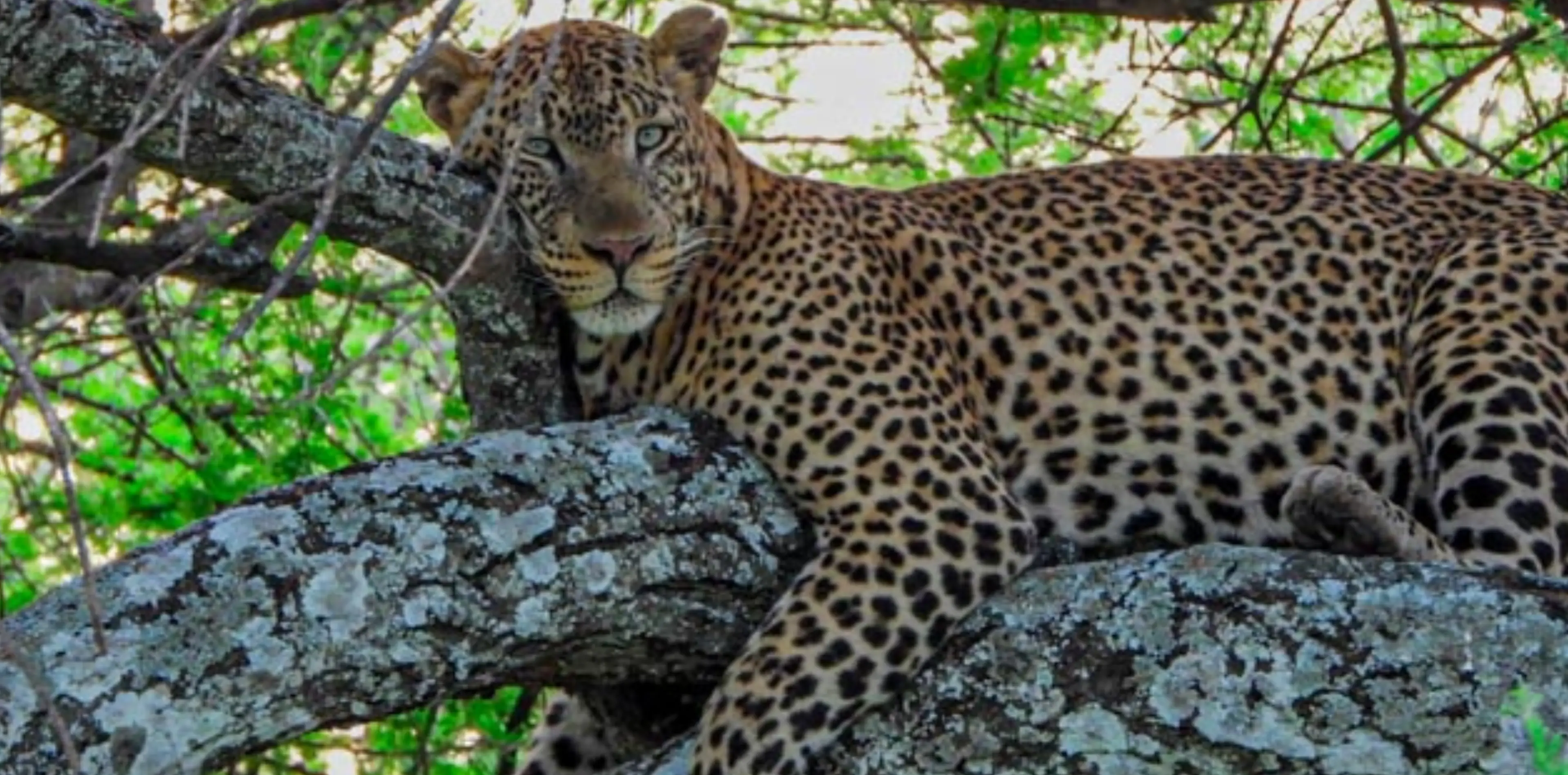 7 Days Big Five Safari In Tanzania Attraction