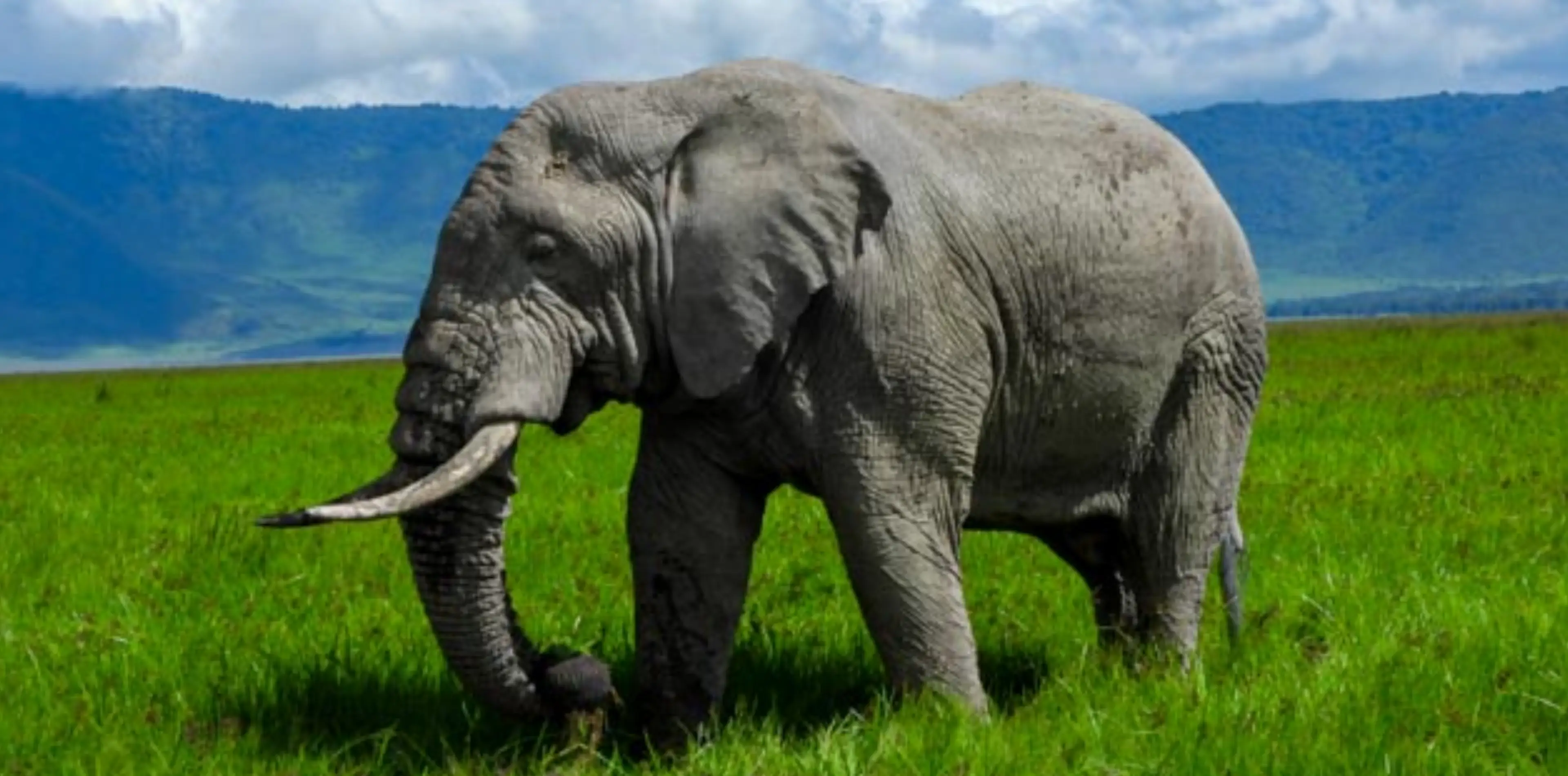 7 Days Big Five Safari In Tanzania Attraction