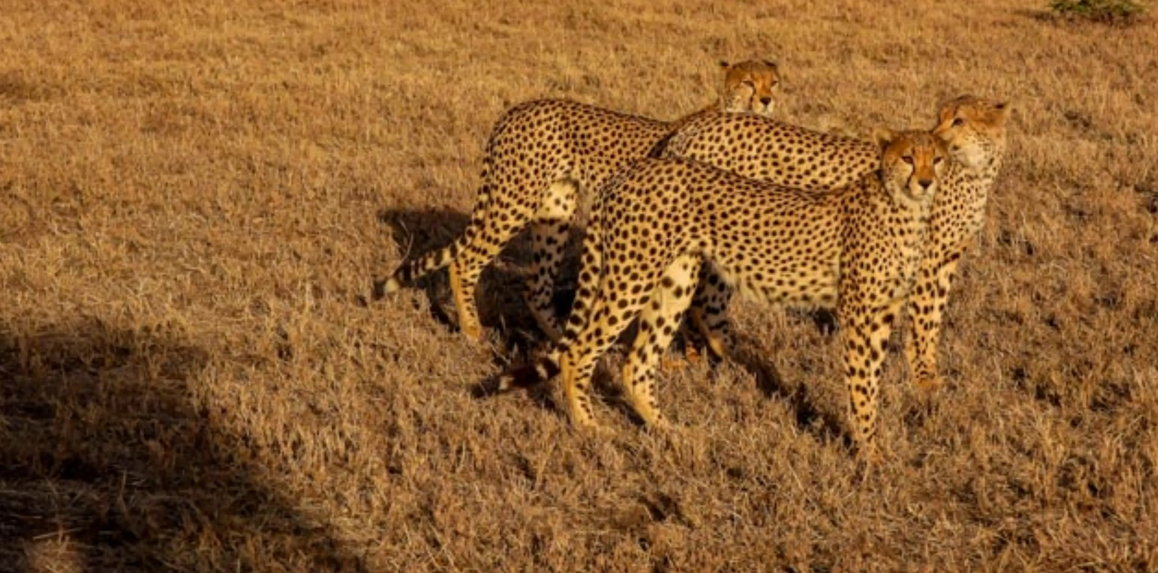 7 Days Big Five Safari In Tanzania Attraction