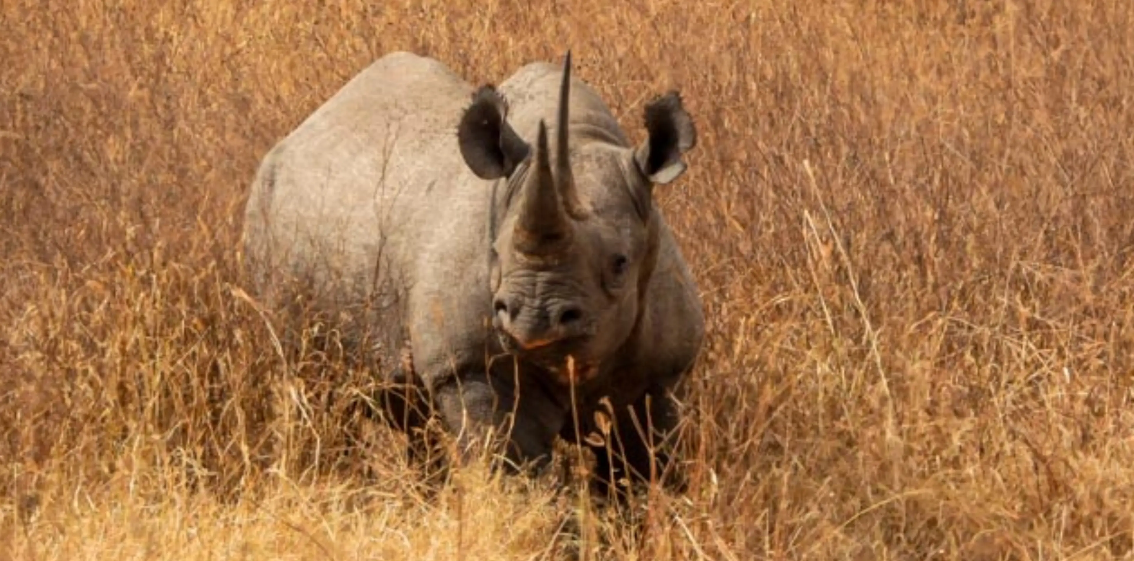 7 Days Big Five Safari In Tanzania Attraction