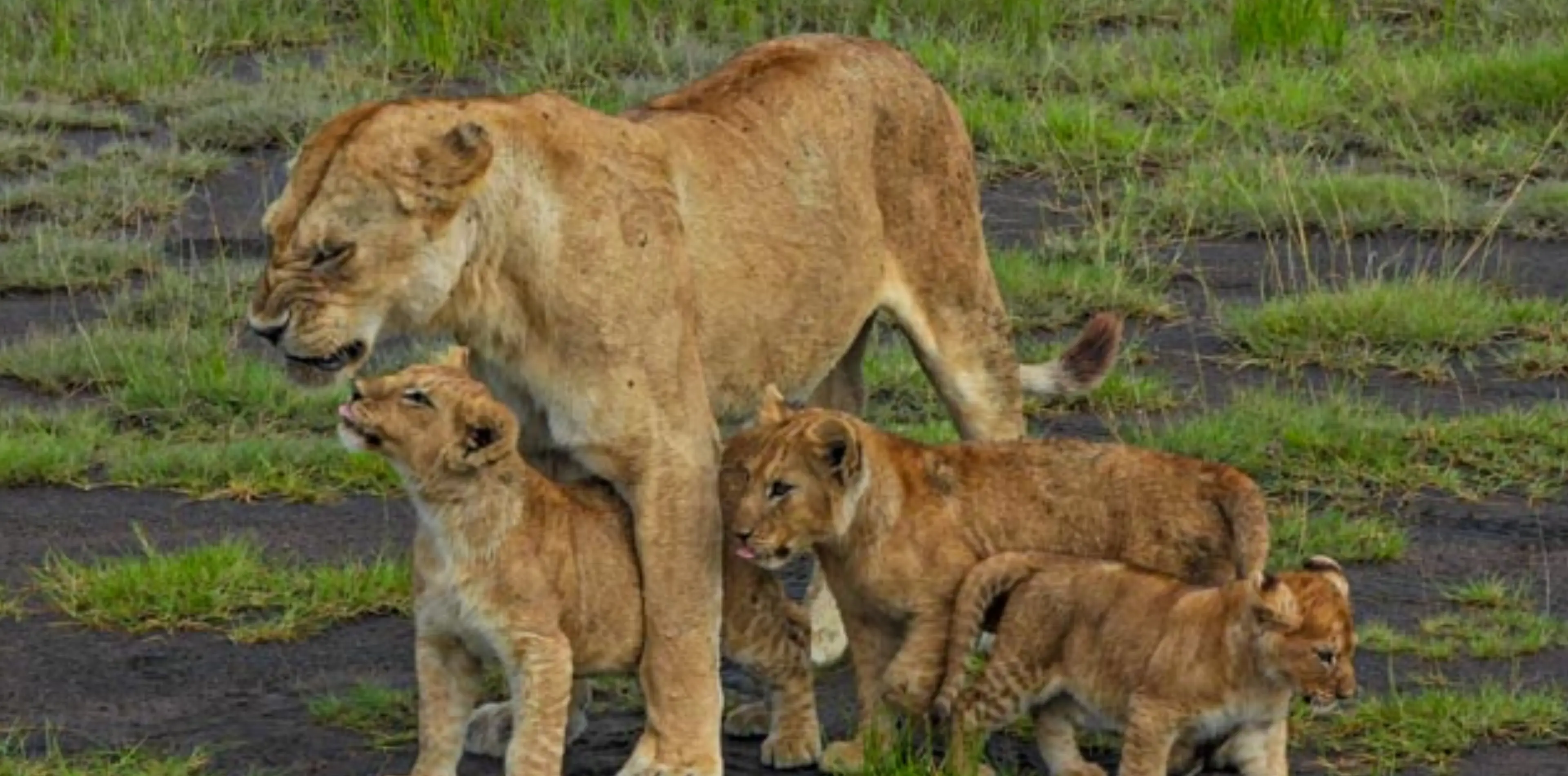 7 Days Big Five Safari In Tanzania Attraction