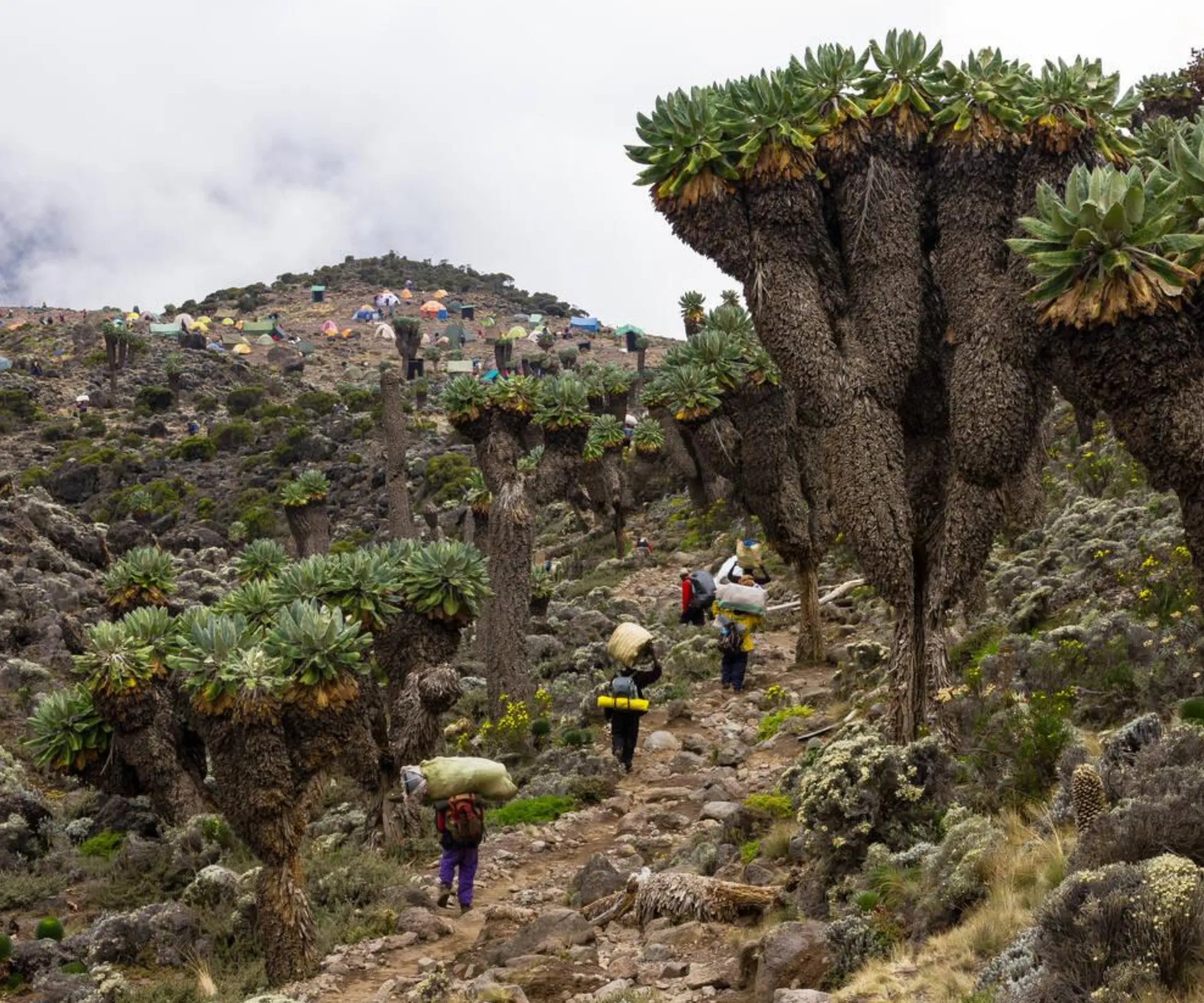 7 Days Machame Route Climbing
