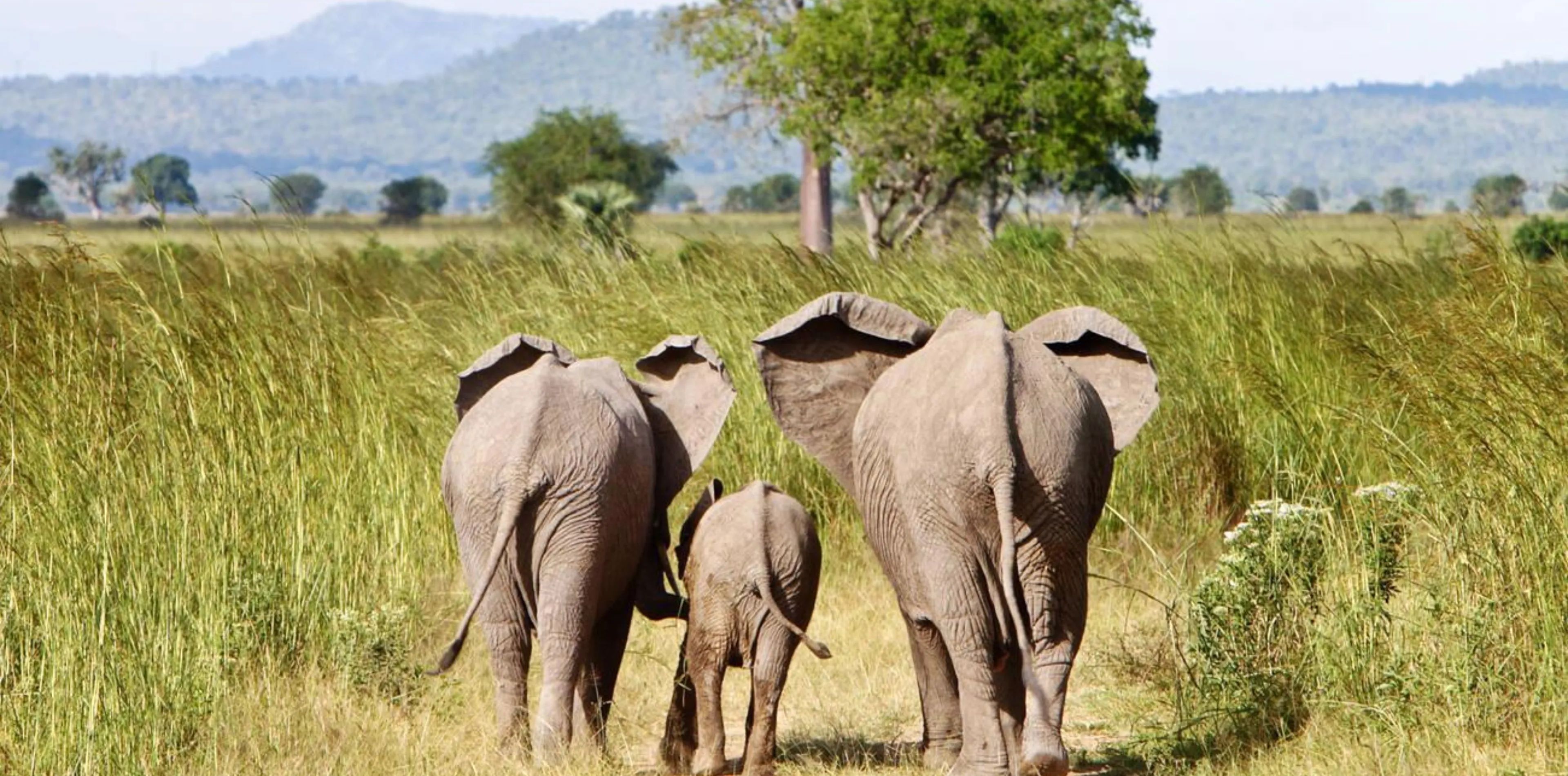 8 Days Family Safari In Tanzania Attraction