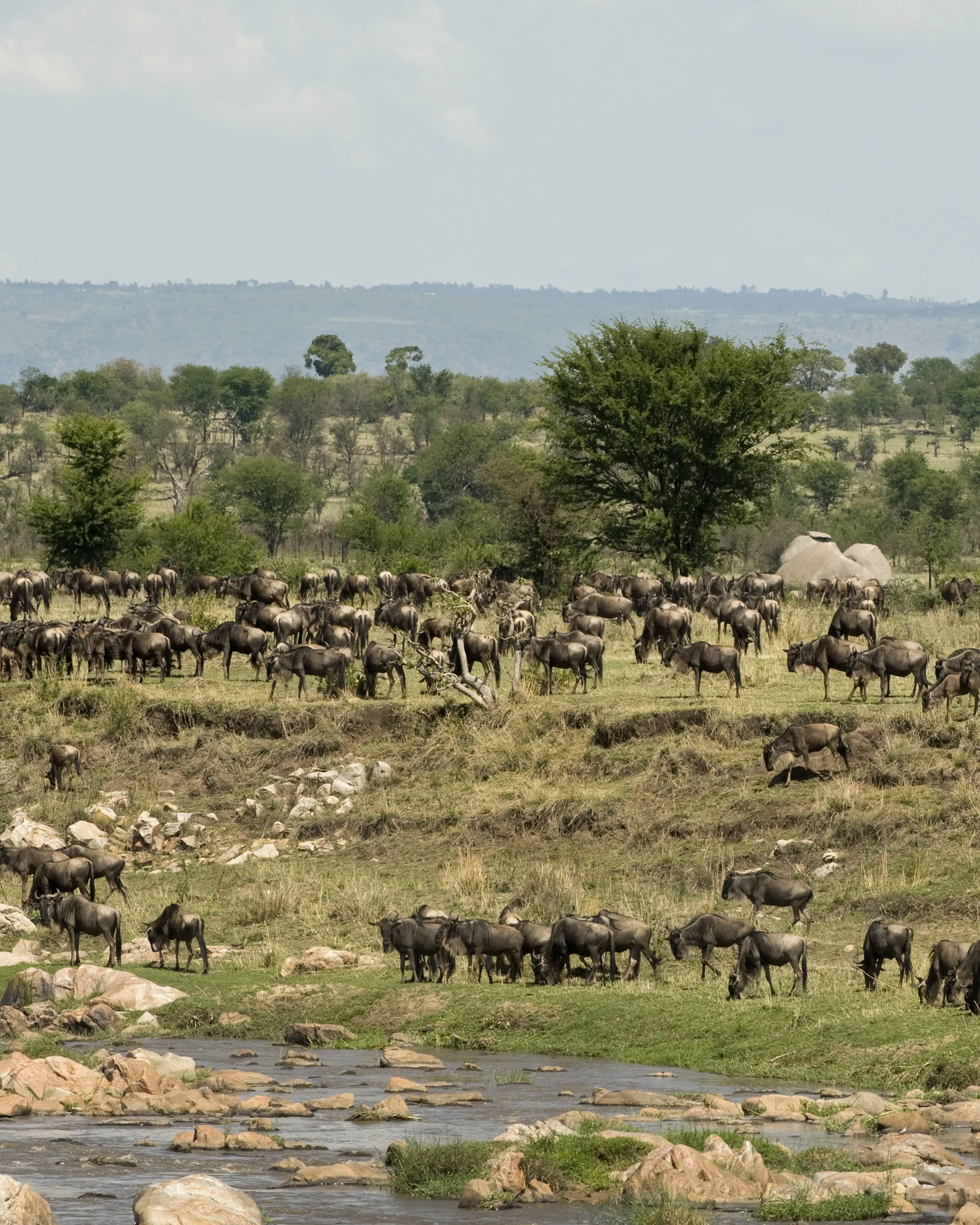 8 Days Family Safari In Tanzania Great Migration