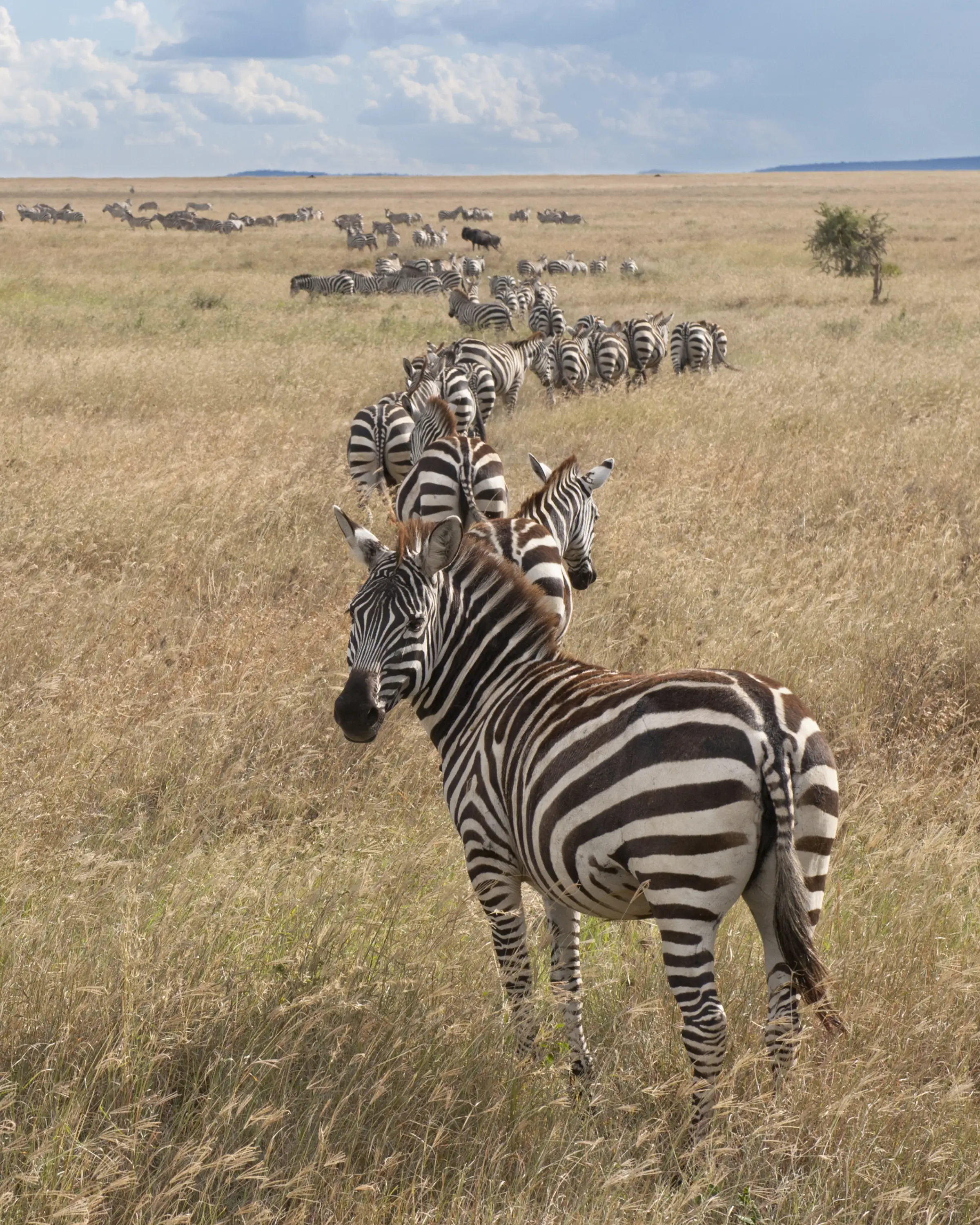 8 Days Family Safari In Tanzania Game Drive