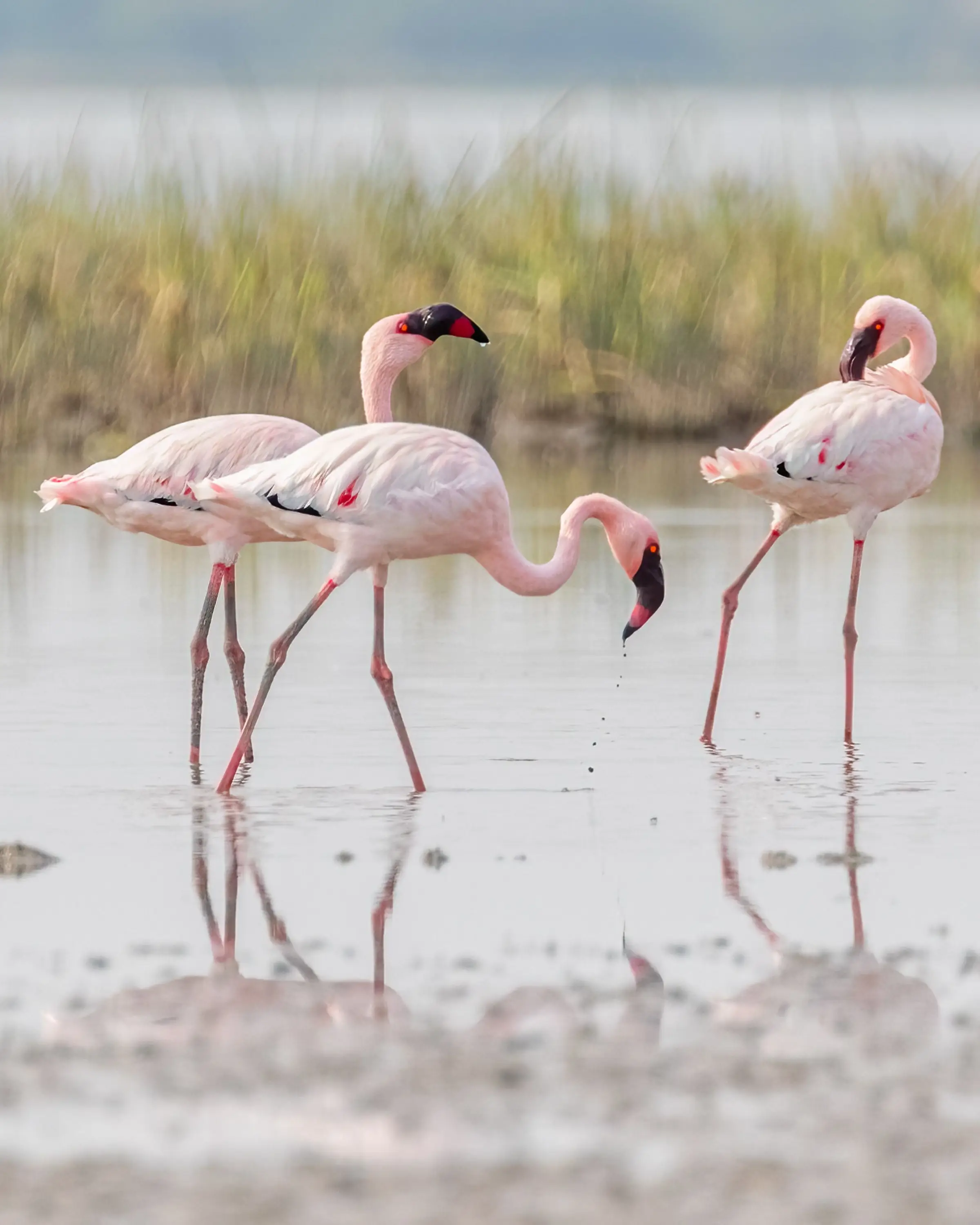 8 Days Family Safari In Tanzania Bird Watching