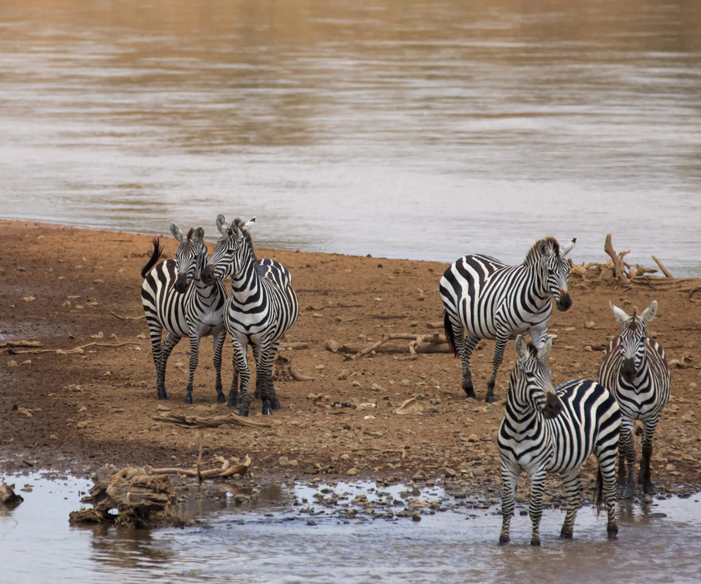 8 Days Family Safari In Tanzania Wildlife